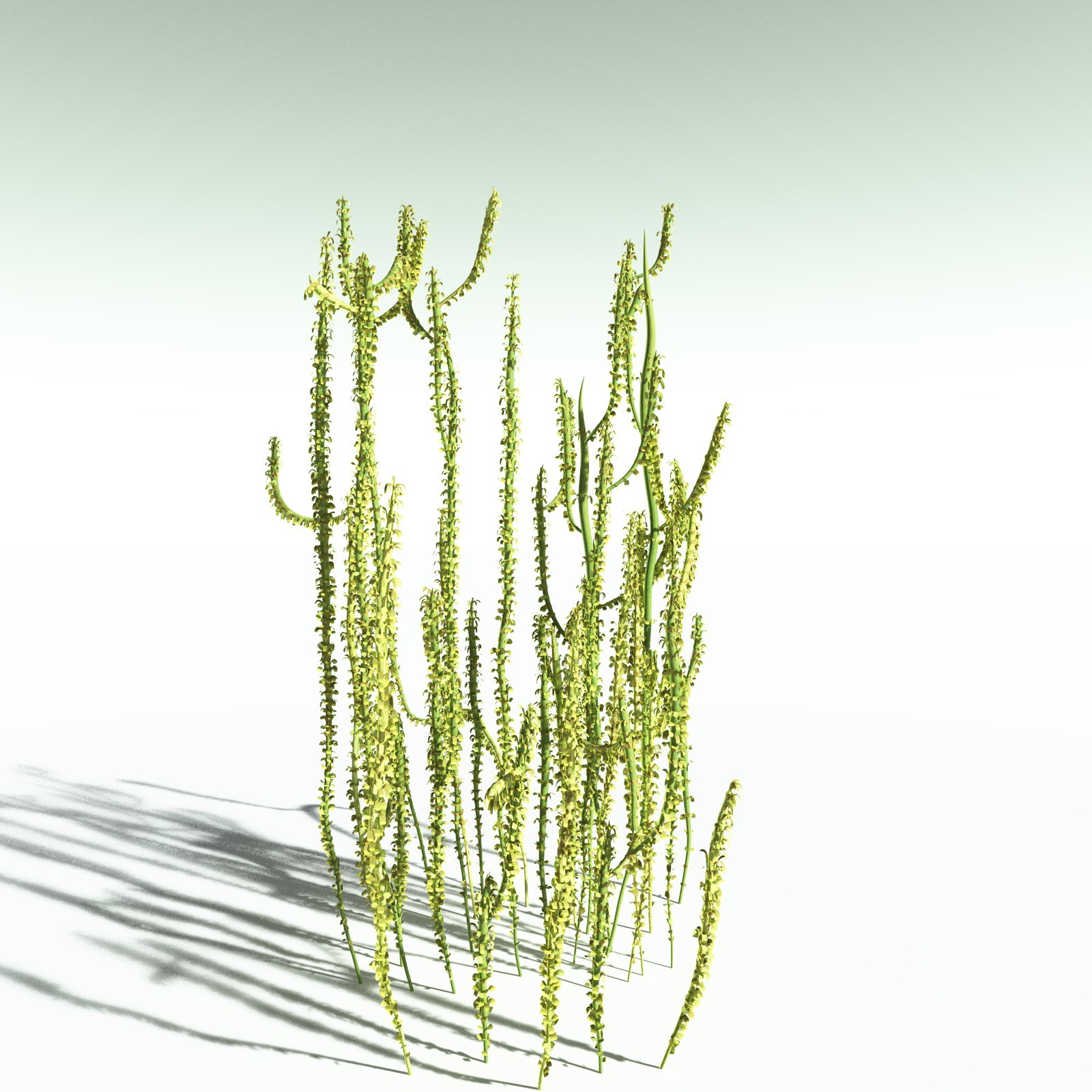 EVERYPlant Leclercqia Uncinata for Poser by N/A