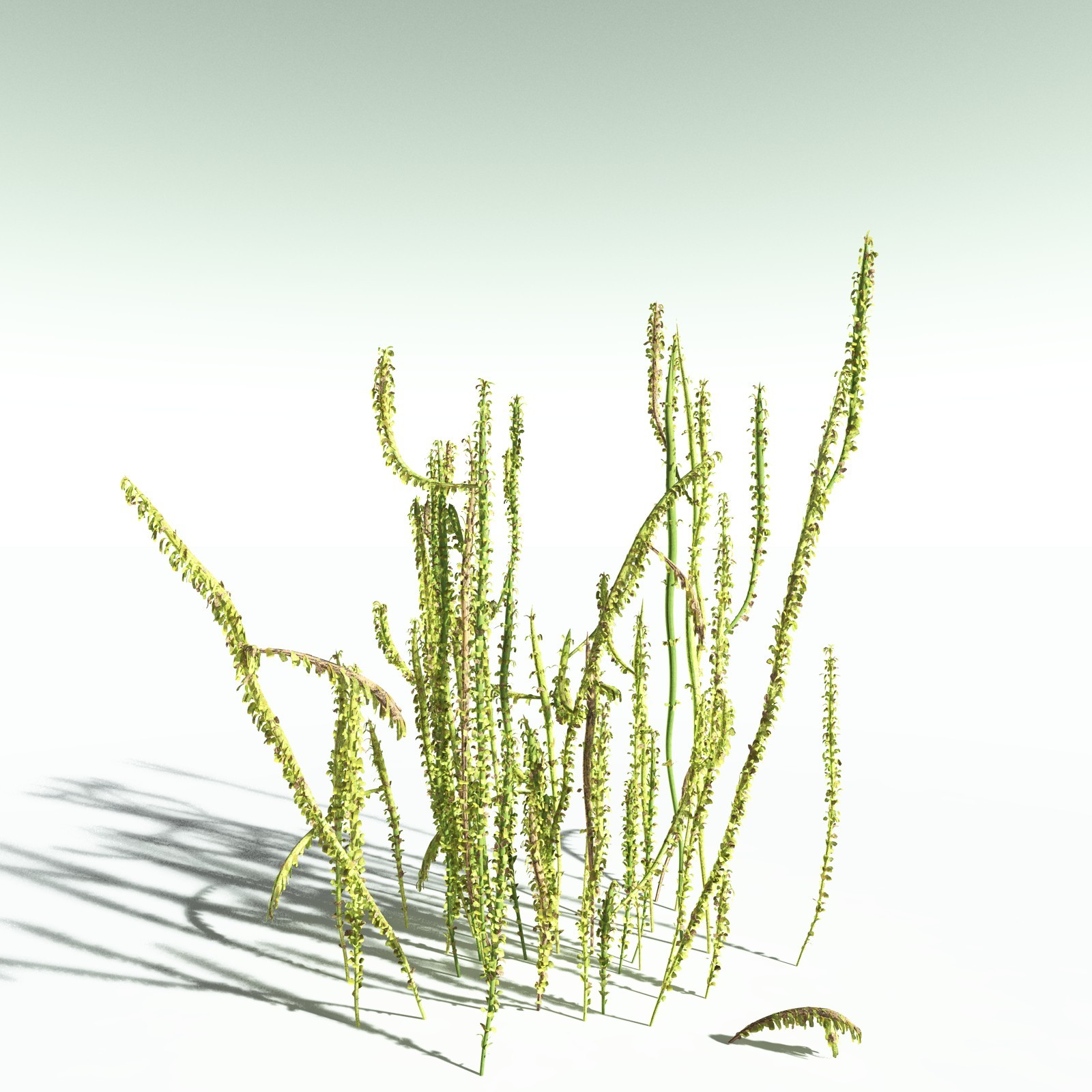 EVERYPlant Leclercqia Uncinata for Poser by N/A