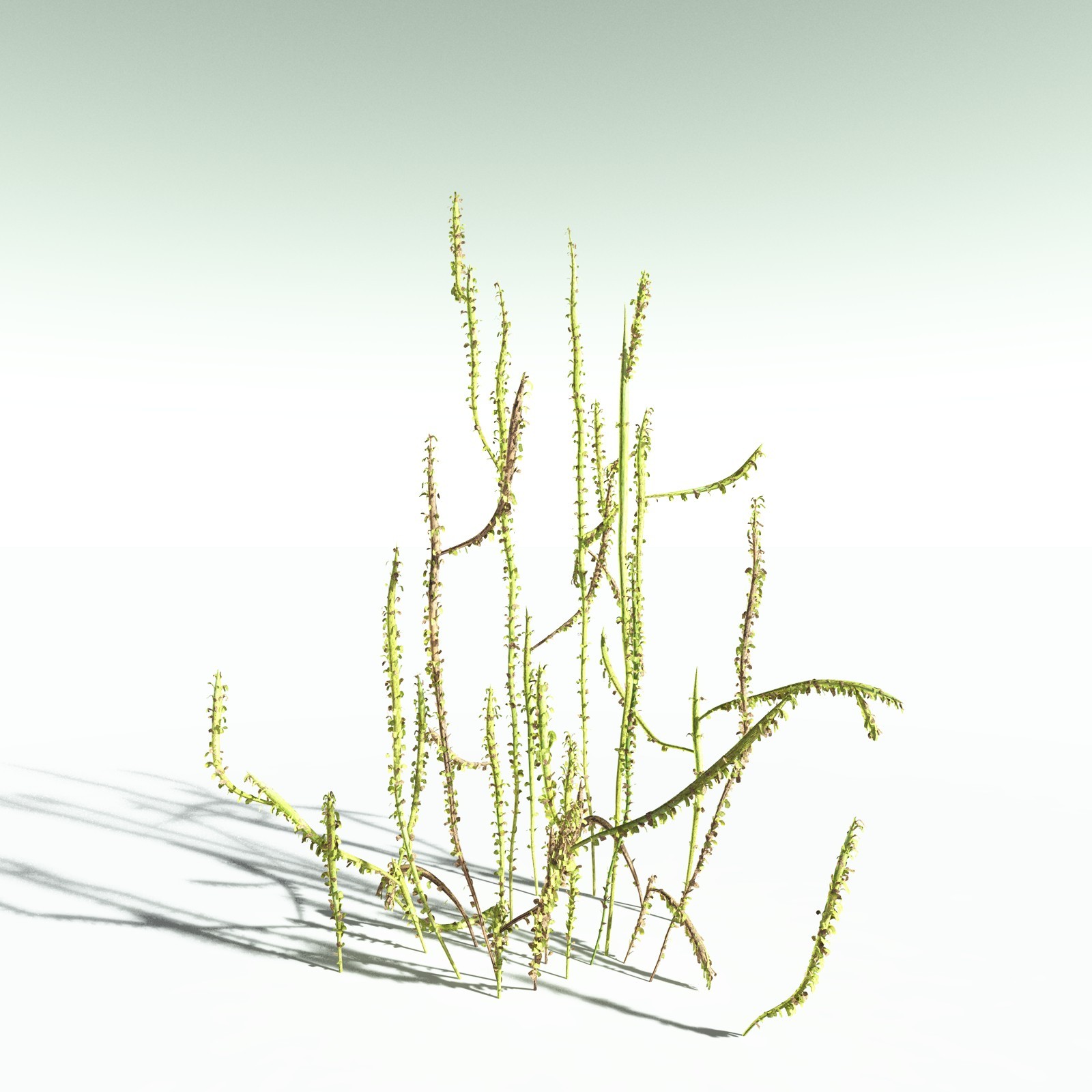 EVERYPlant Leclercqia Uncinata for Poser by N/A