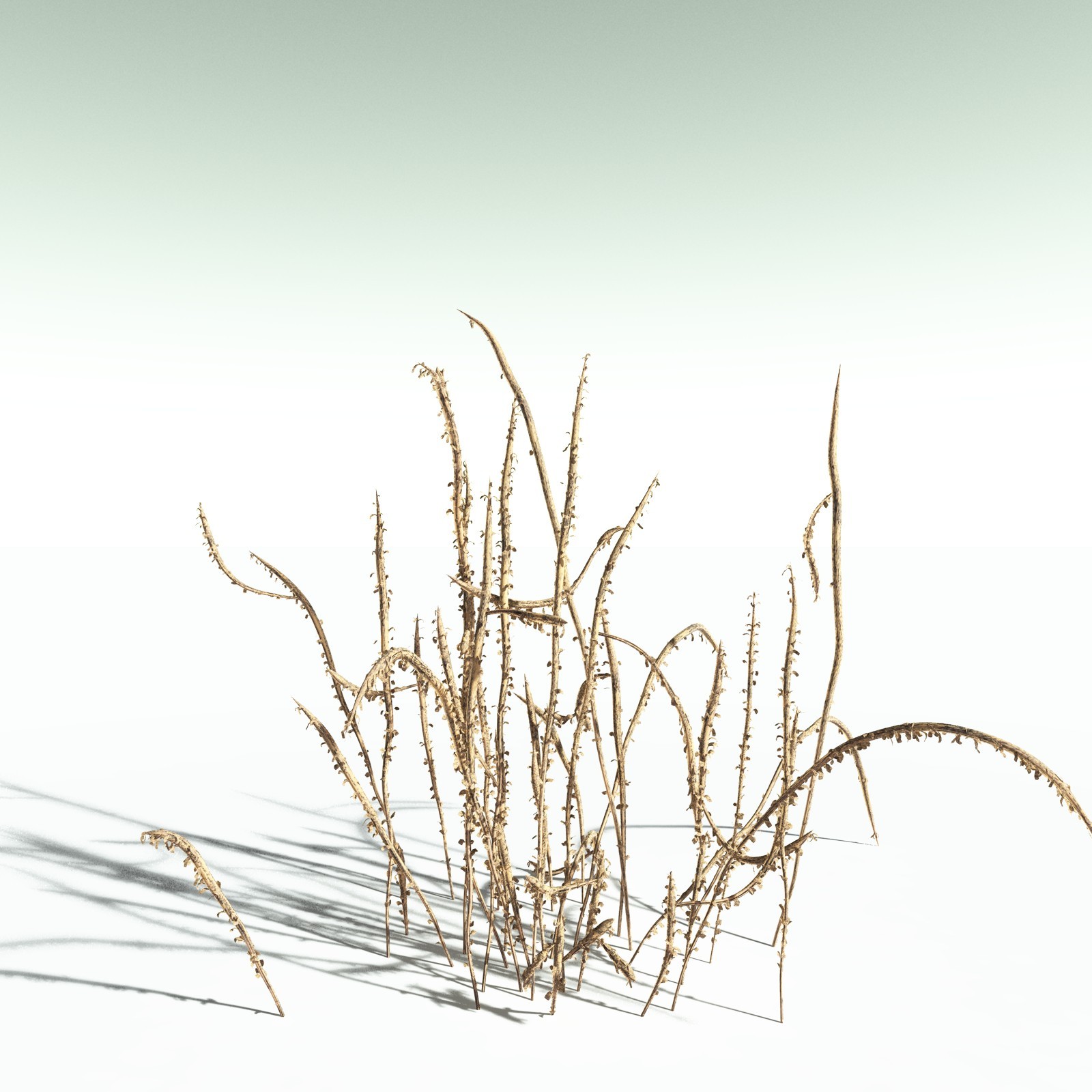 EVERYPlant Leclercqia Uncinata for Poser by N/A