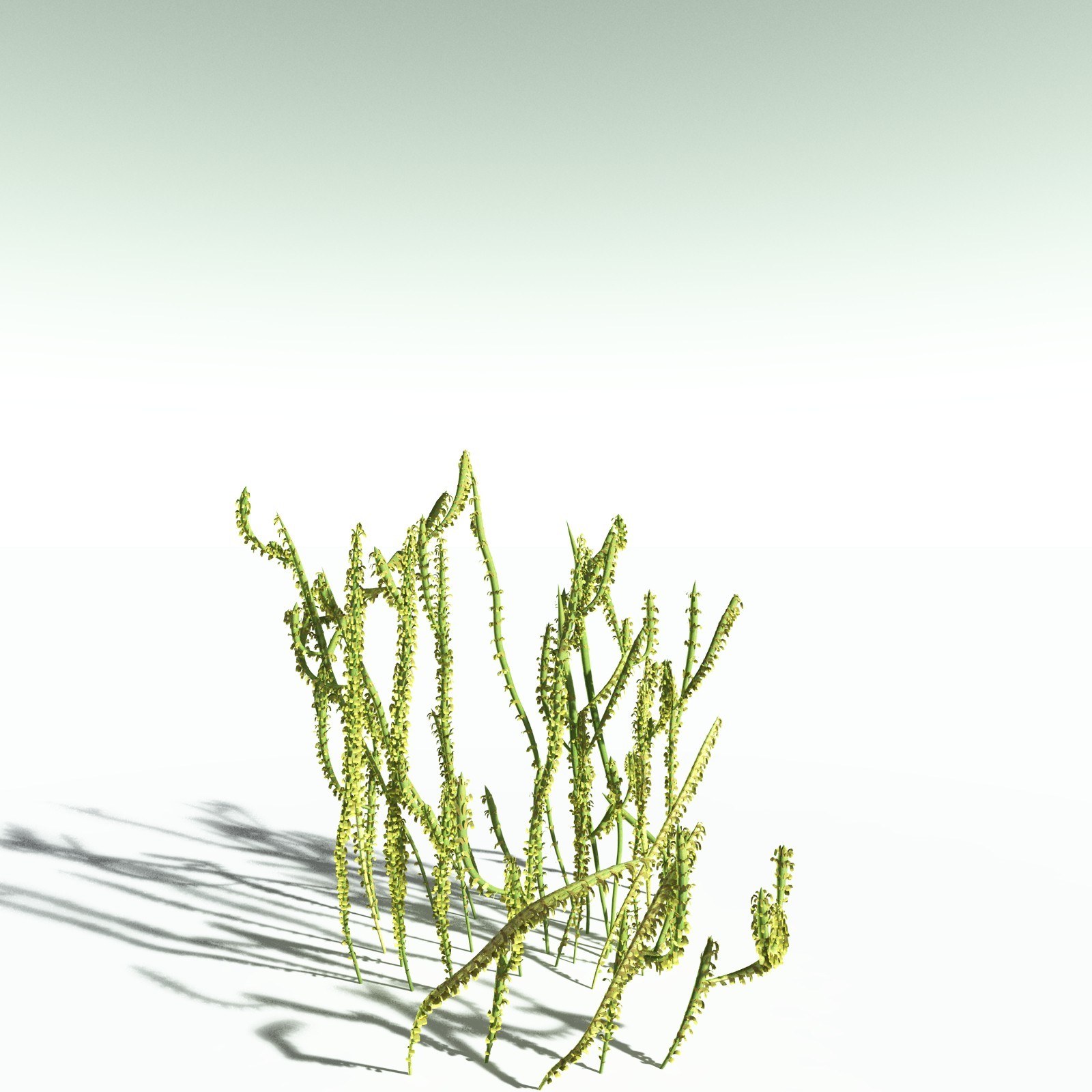 EVERYPlant Leclercqia Uncinata for Poser by N/A