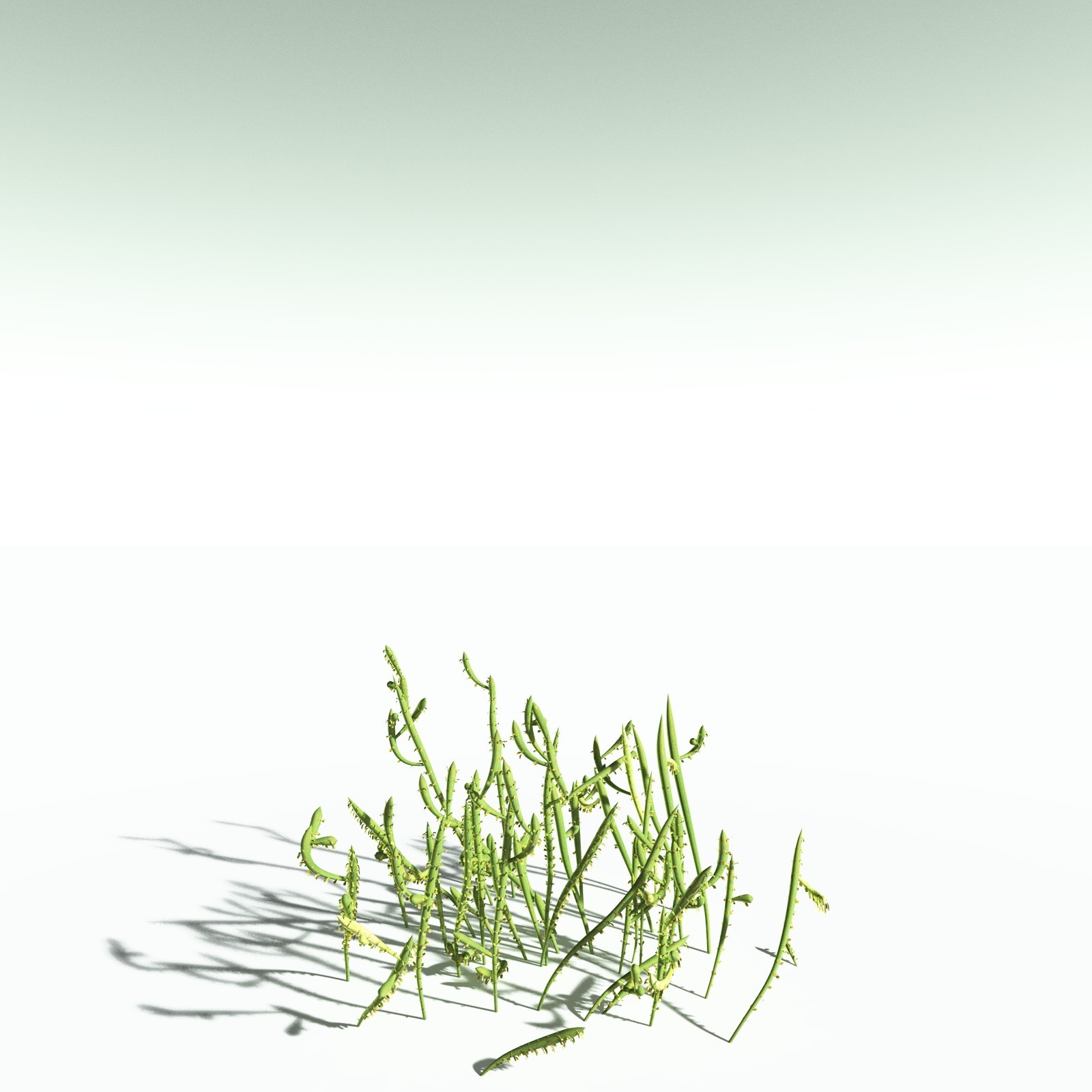 EVERYPlant Leclercqia Uncinata for Poser by N/A