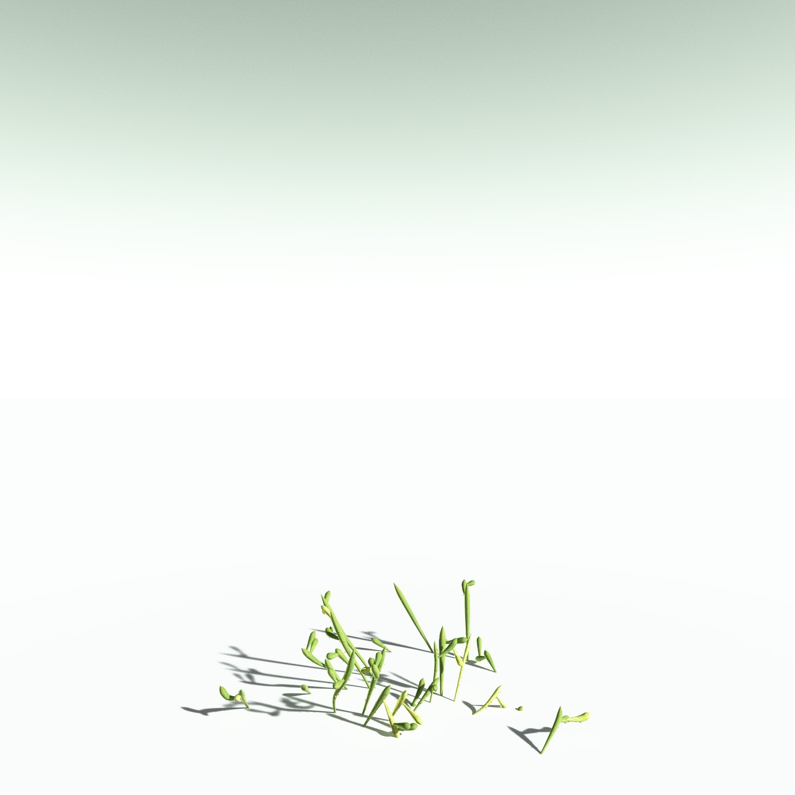 EVERYPlant Leclercqia Uncinata for Poser by N/A