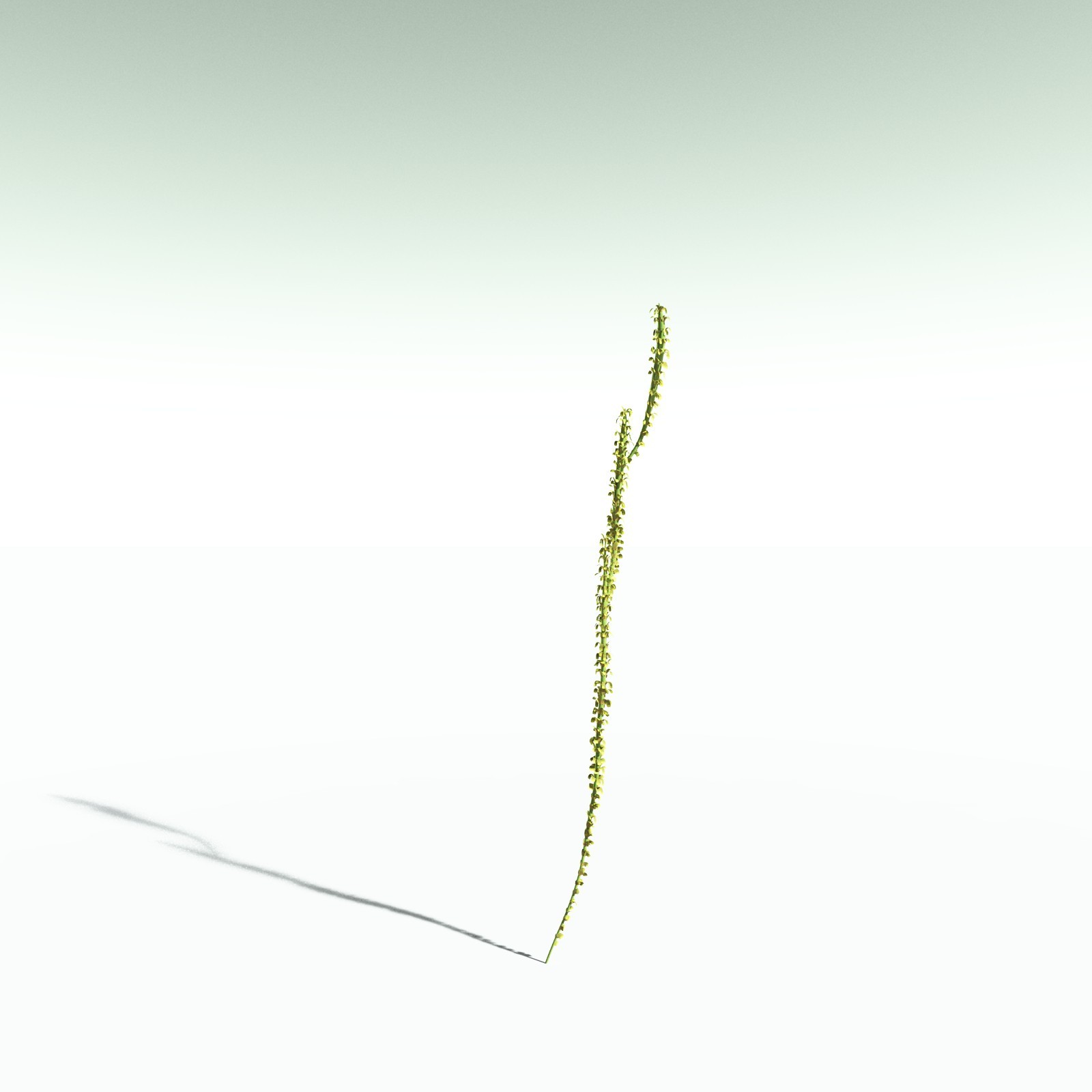 EVERYPlant Leclercqia Uncinata for Poser by N/A