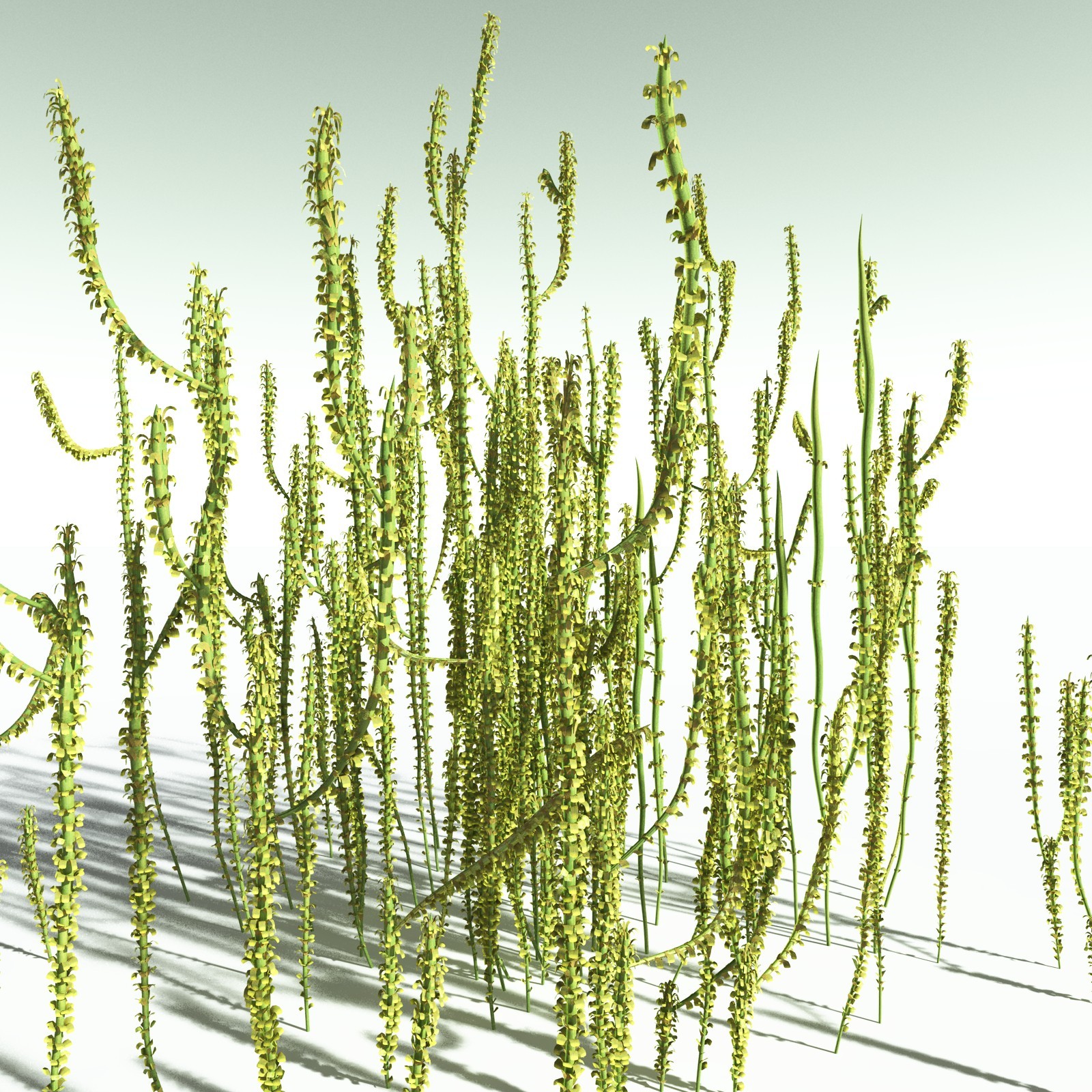 EVERYPlant Leclercqia Uncinata for Poser by N/A