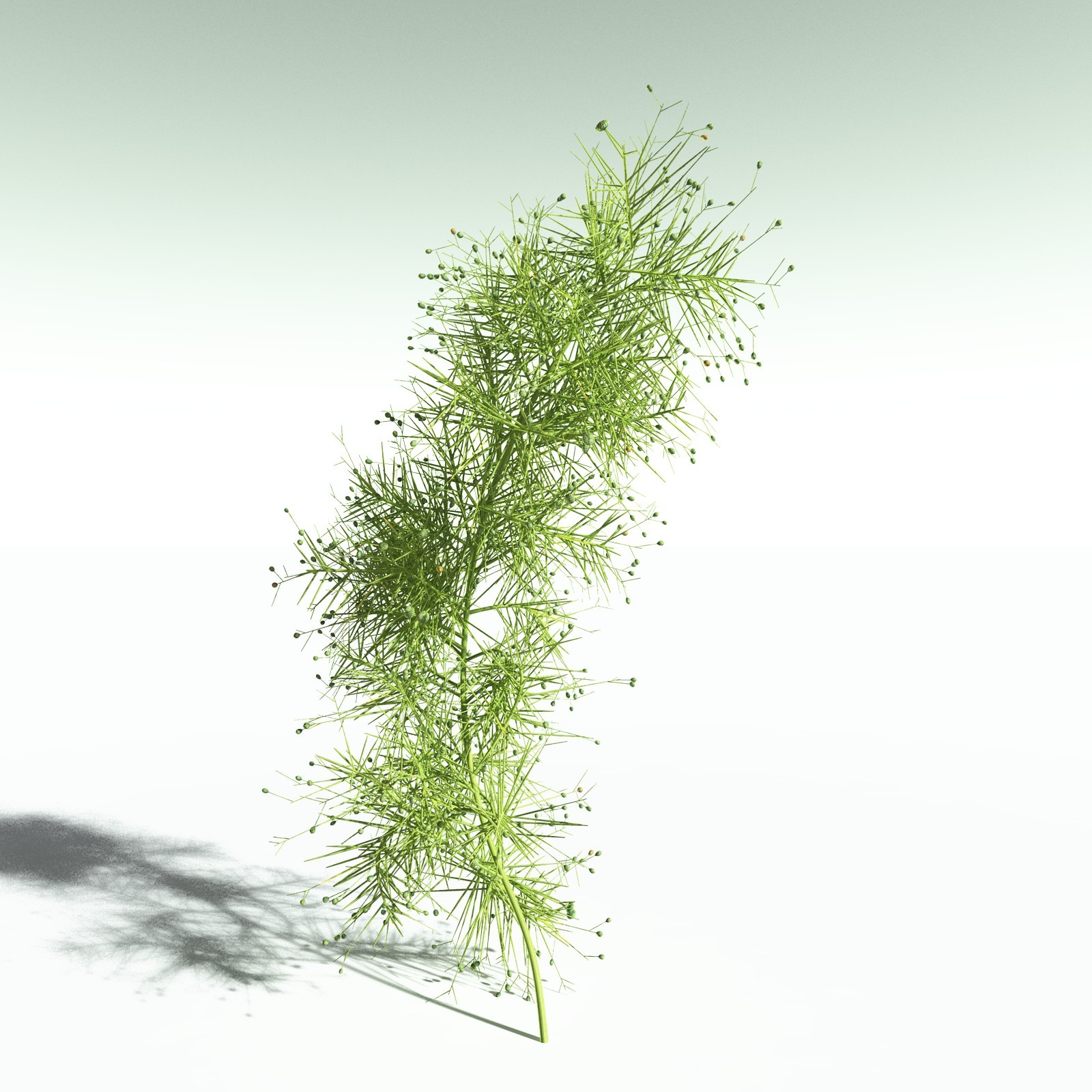 EVERYPlant Pertica Quadrifaria for Poser by N/A
