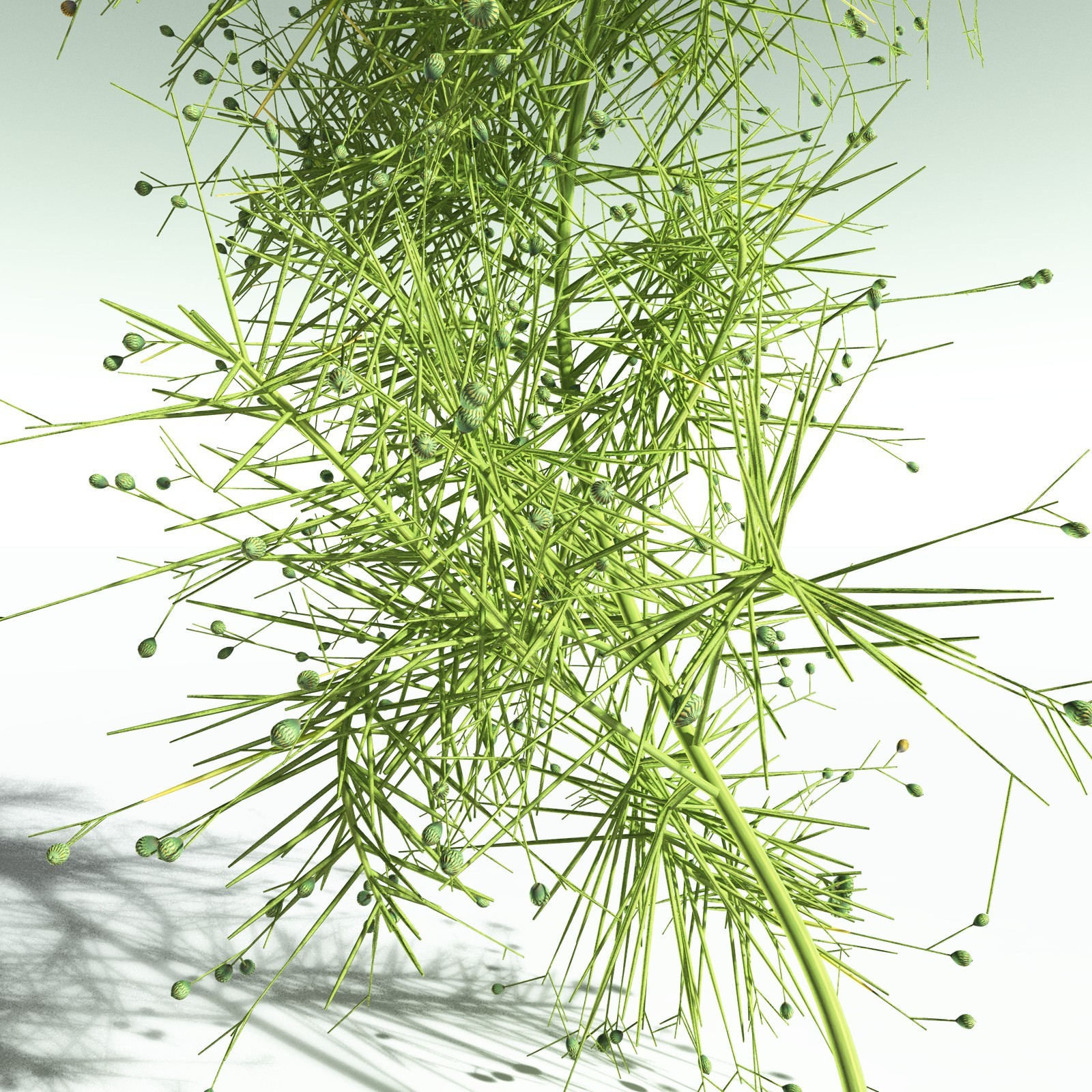 EVERYPlant Pertica Quadrifaria for Poser by N/A