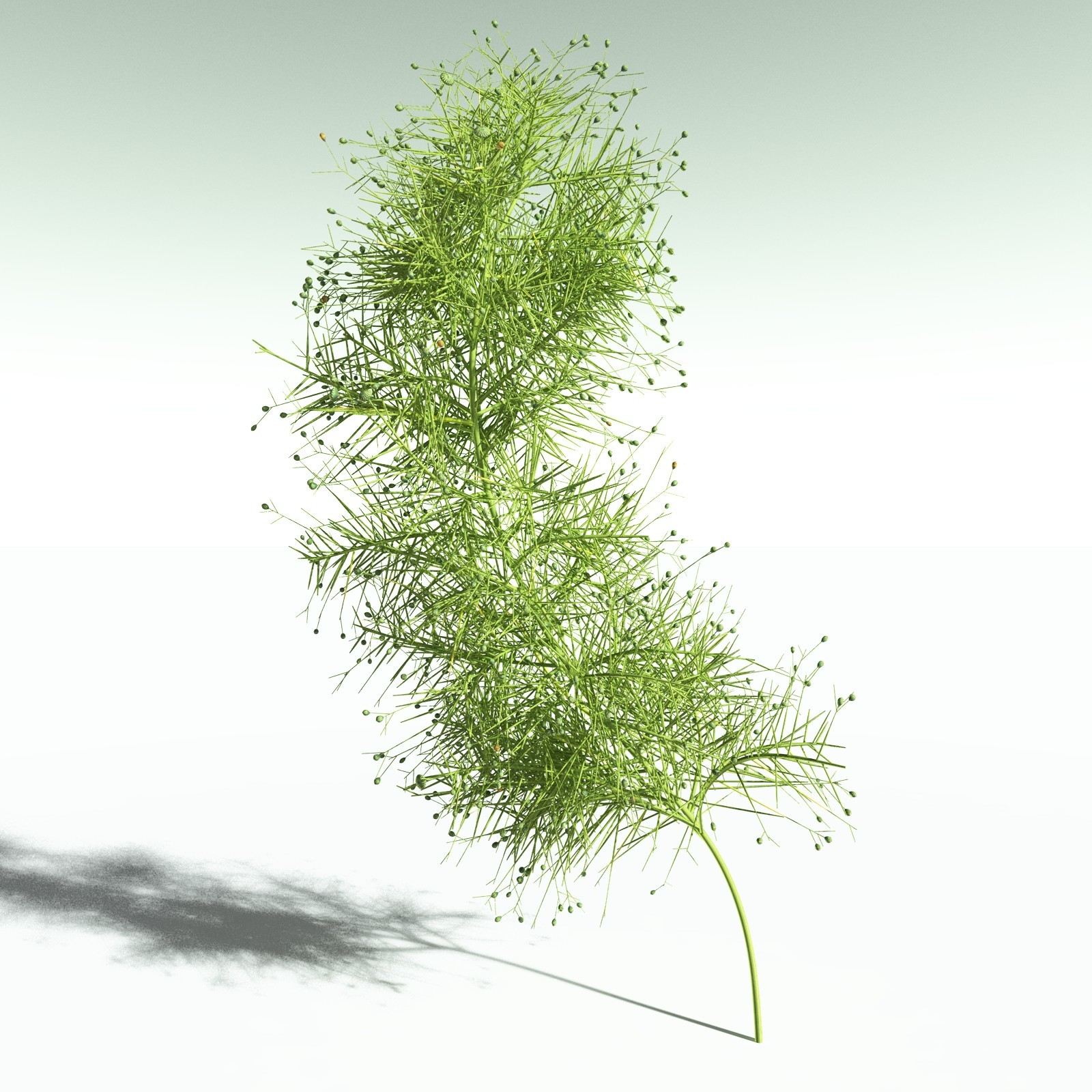 EVERYPlant Pertica Quadrifaria for Poser by N/A