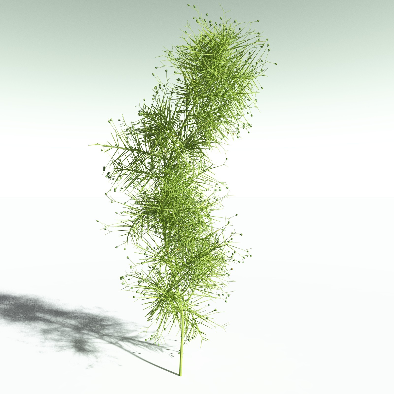 EVERYPlant Pertica Quadrifaria for Poser by N/A