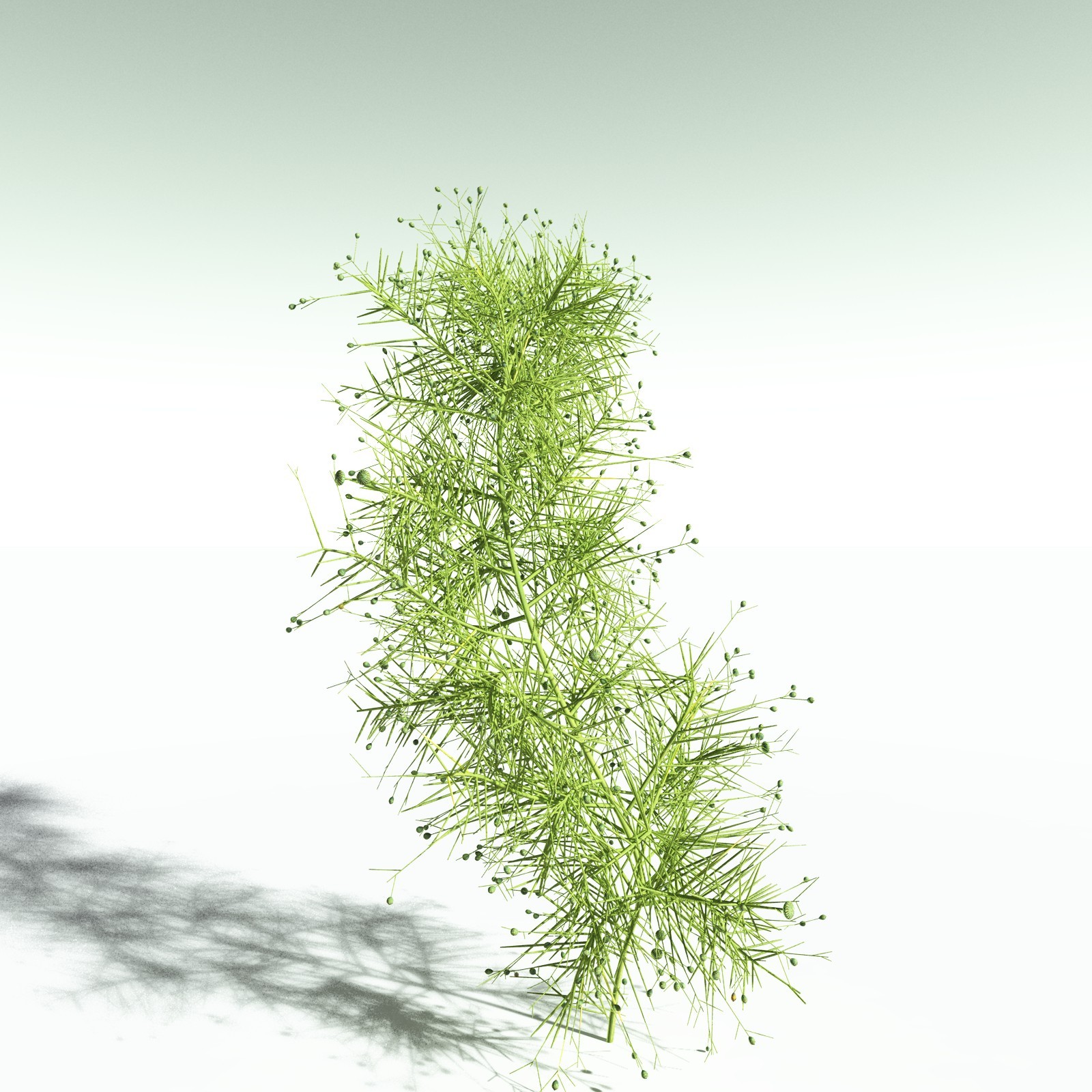EVERYPlant Pertica Quadrifaria for Poser by N/A