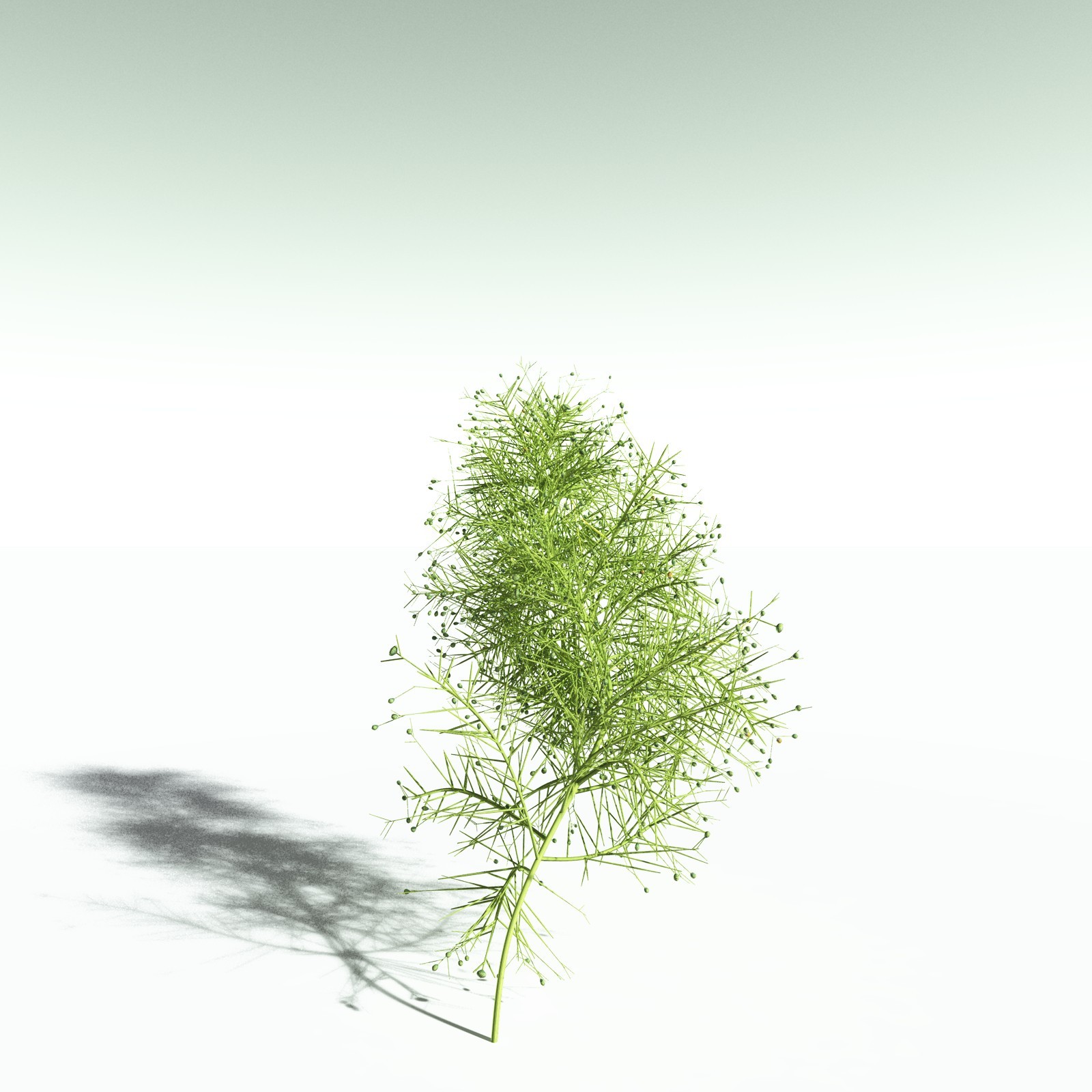 EVERYPlant Pertica Quadrifaria for Poser by N/A