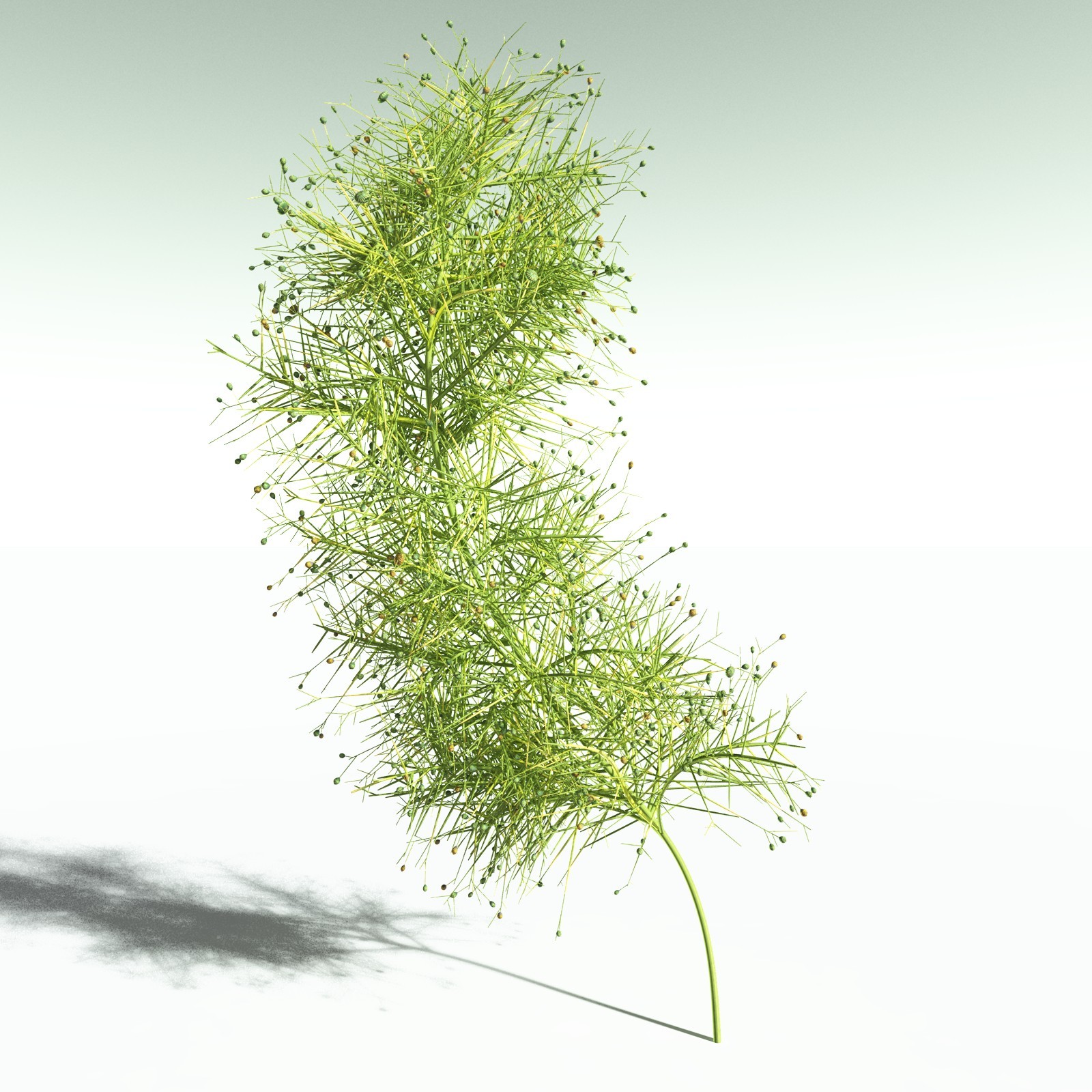 EVERYPlant Pertica Quadrifaria for Poser by N/A