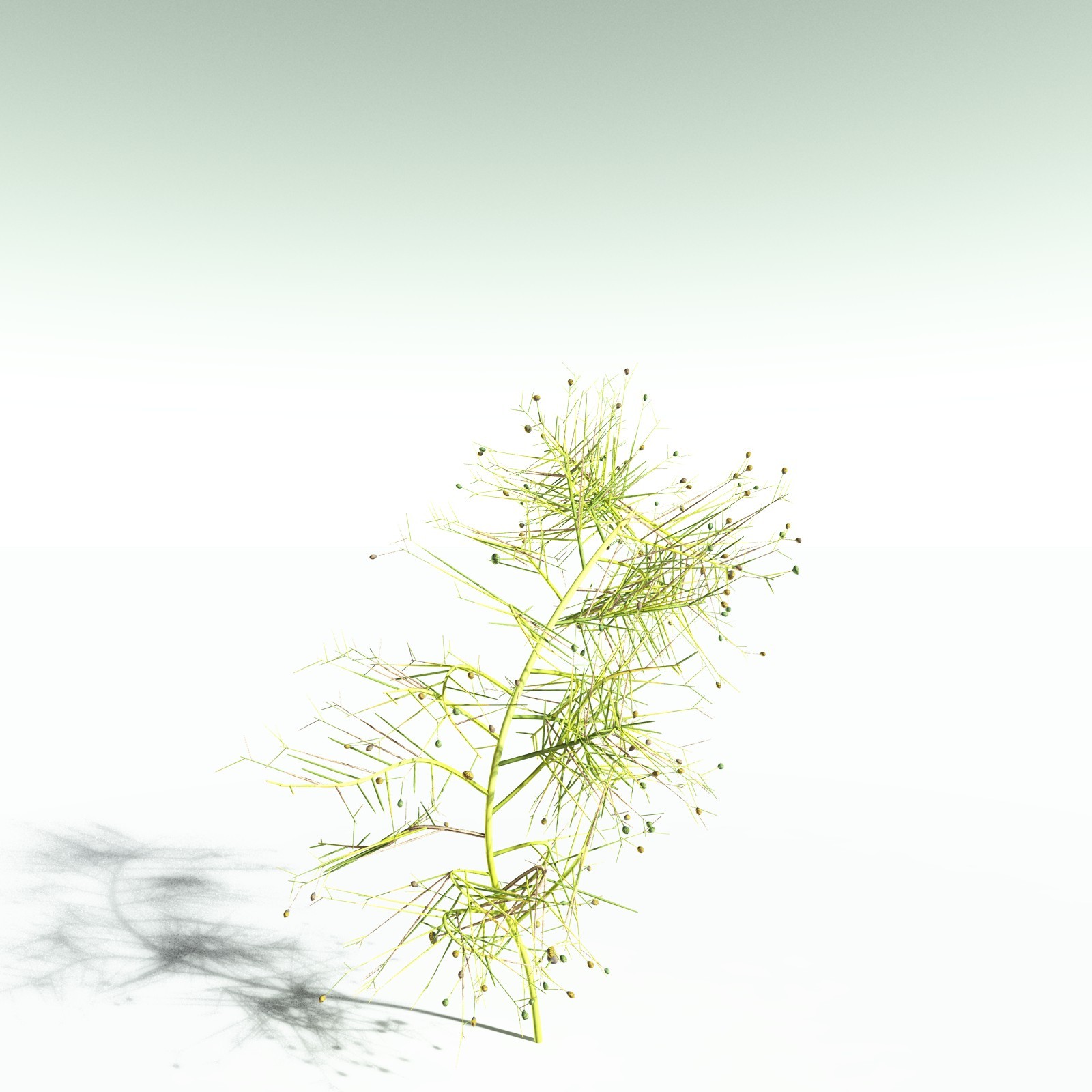 EVERYPlant Pertica Quadrifaria for Poser by N/A