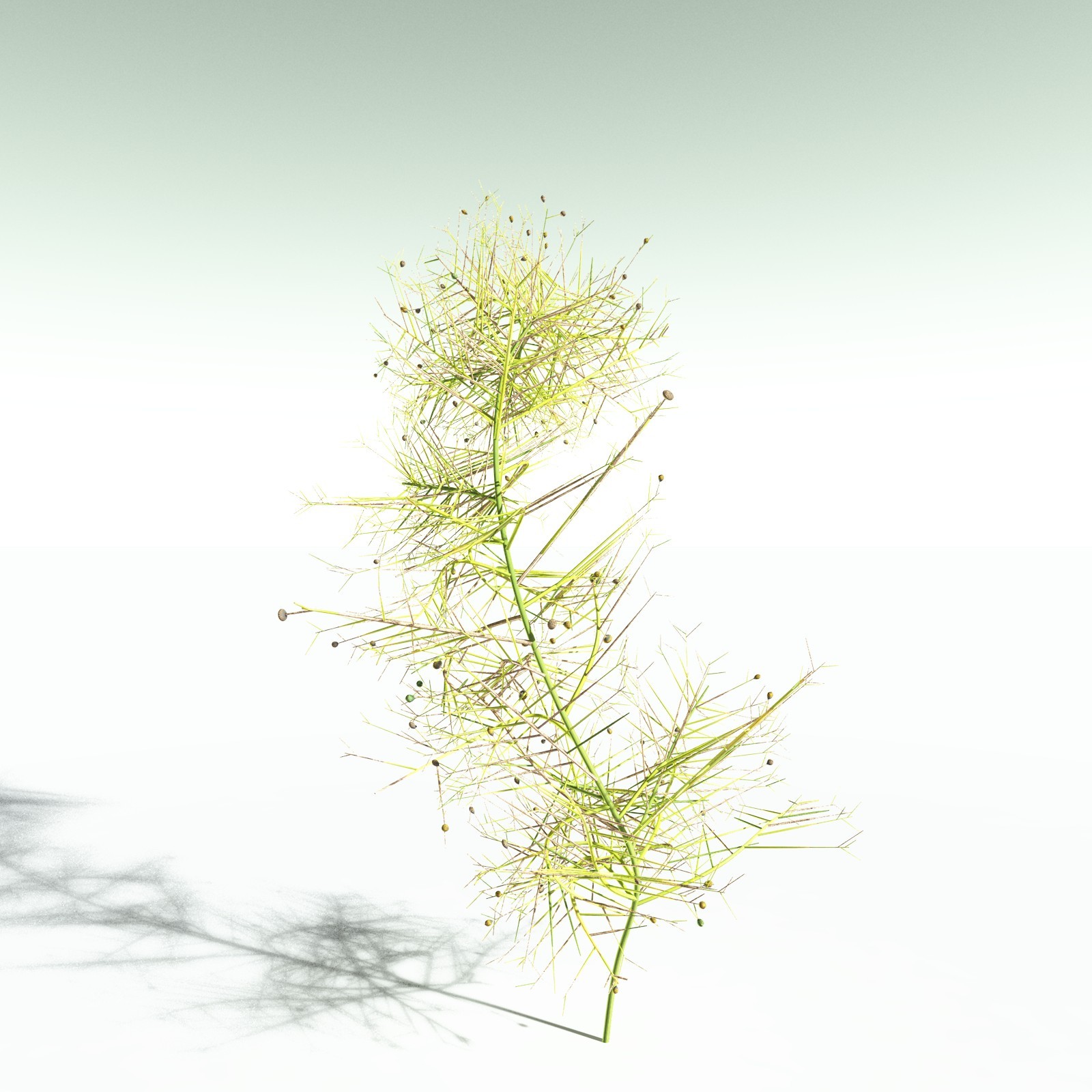 EVERYPlant Pertica Quadrifaria for Poser by N/A