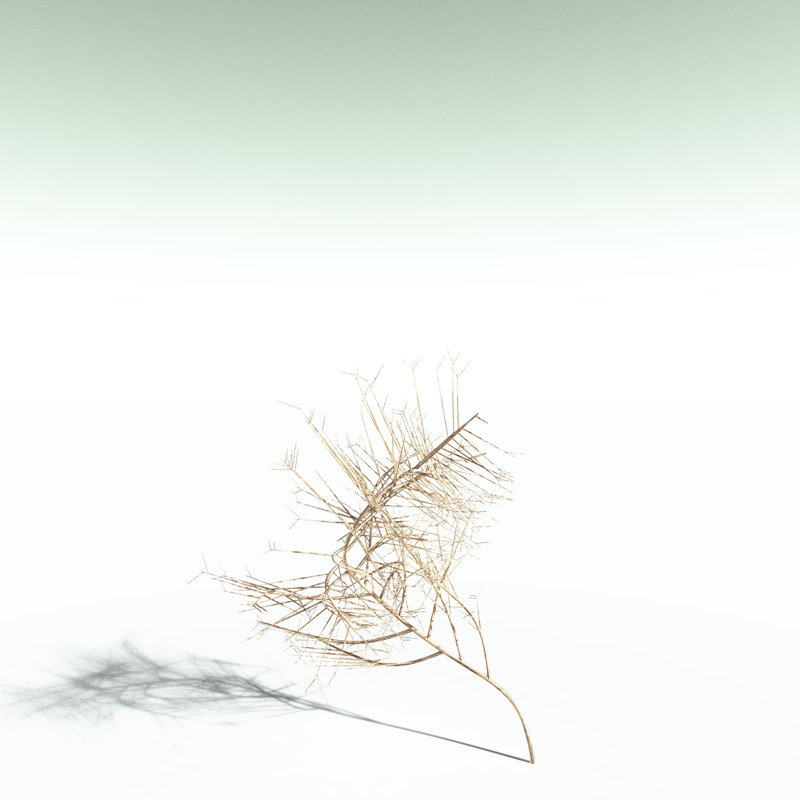 EVERYPlant Pertica Quadrifaria for Poser by N/A