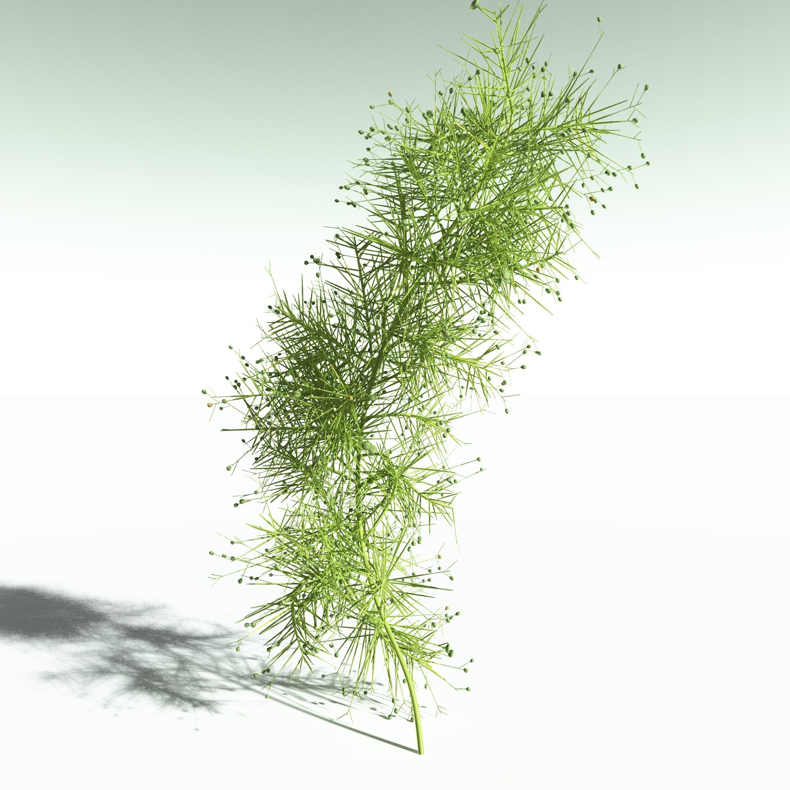 EVERYPlant Pertica Quadrifaria for Poser by N/A