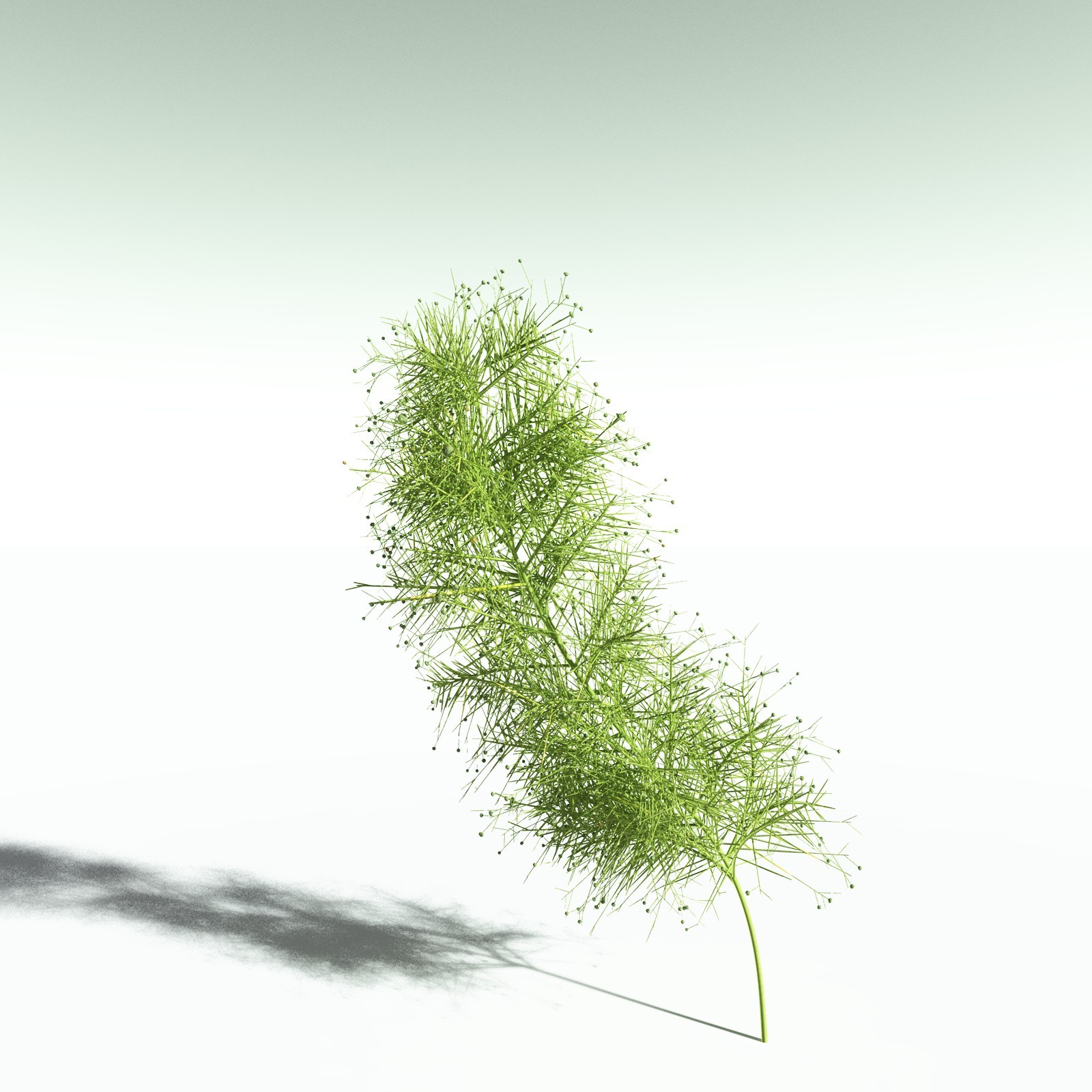 EVERYPlant Pertica Quadrifaria for Poser by N/A