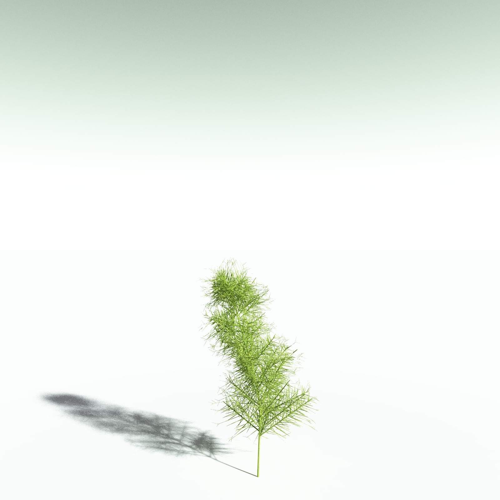 EVERYPlant Pertica Quadrifaria for Poser by N/A