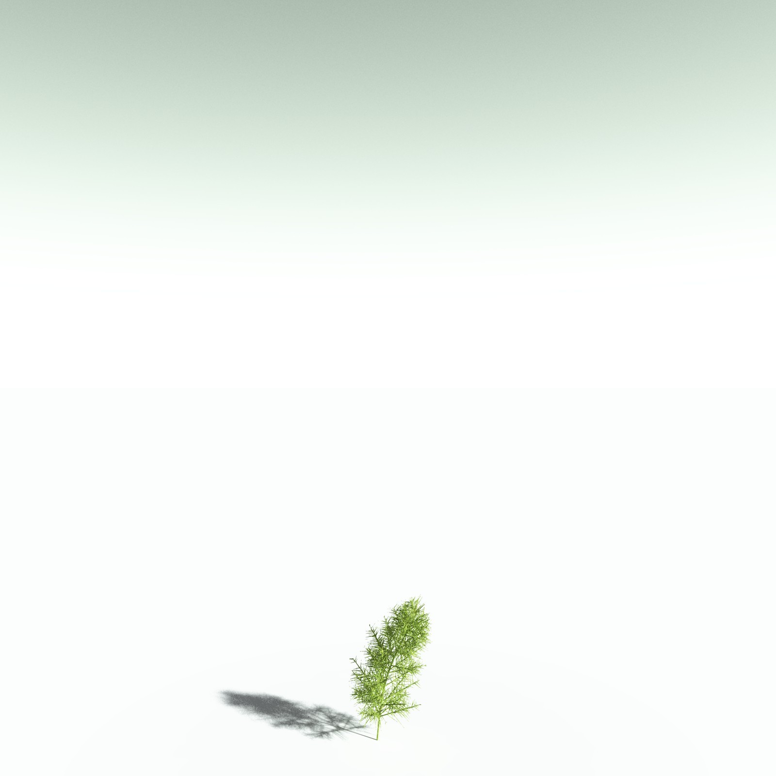 EVERYPlant Pertica Quadrifaria for Poser by N/A