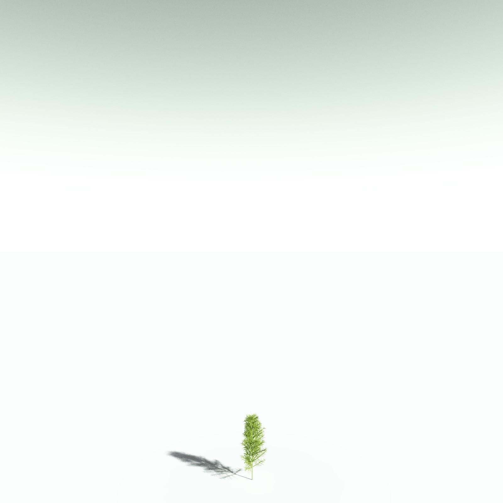 EVERYPlant Pertica Quadrifaria for Poser by N/A