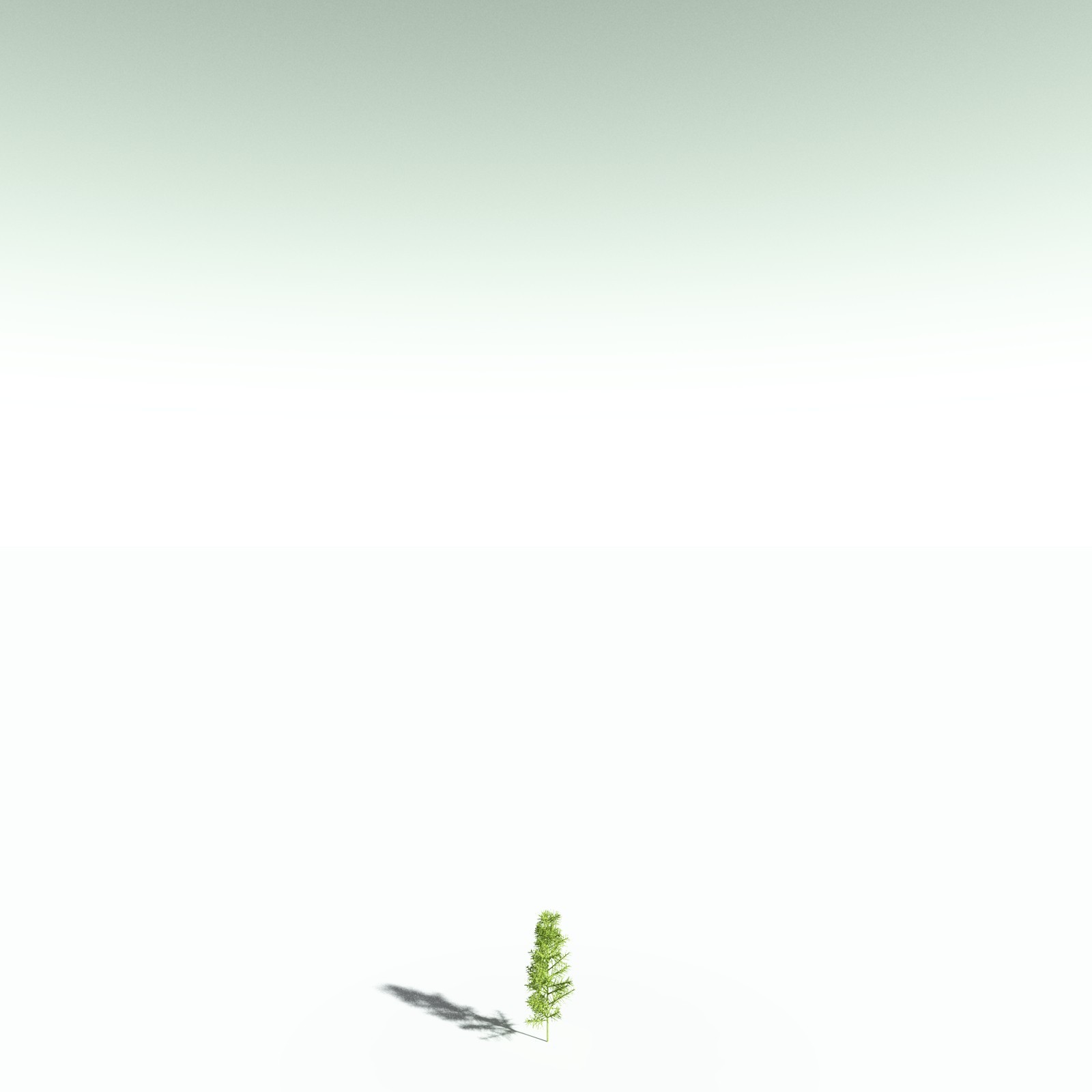 EVERYPlant Pertica Quadrifaria for Poser by N/A