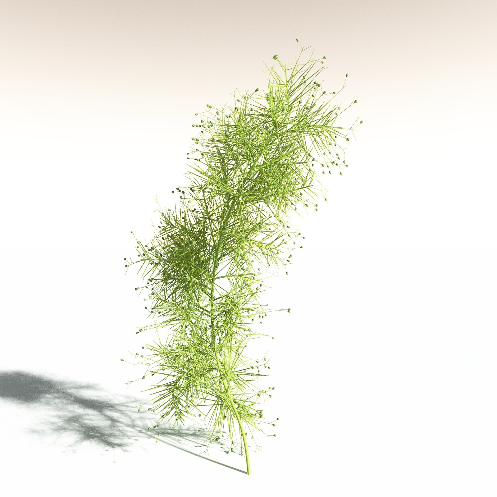 EVERYPlant Pertica Quadrifaria for Daz by N/A
