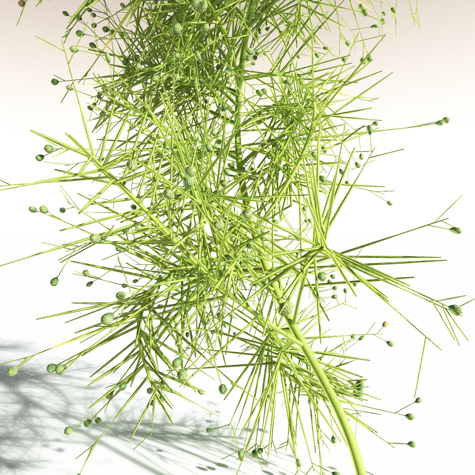 EVERYPlant Pertica Quadrifaria for Daz by N/A