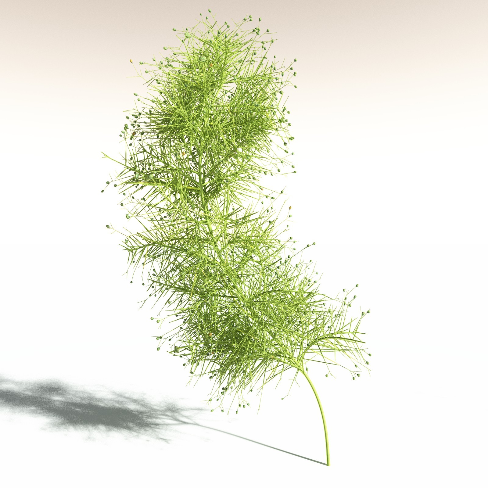 EVERYPlant Pertica Quadrifaria for Daz by N/A