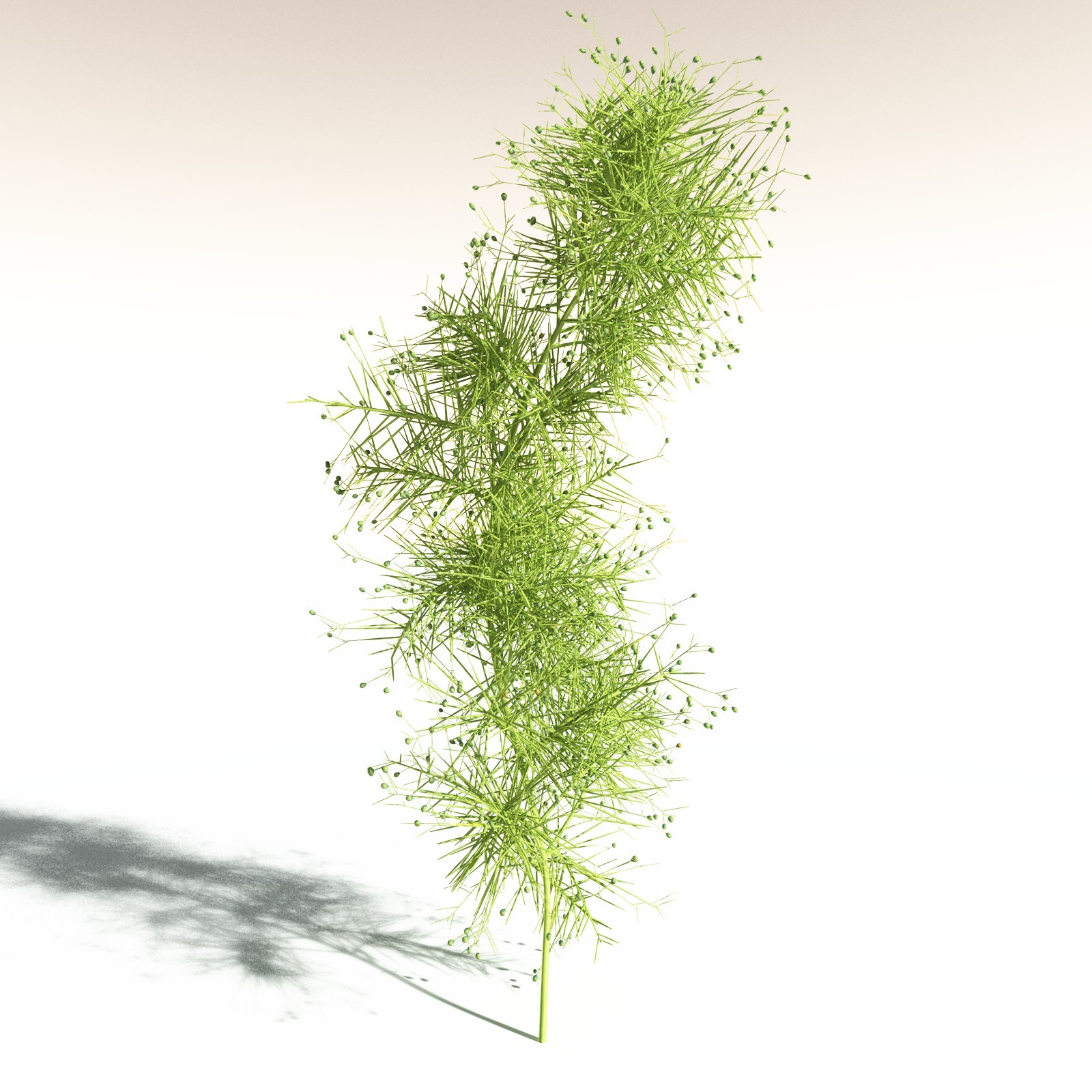 EVERYPlant Pertica Quadrifaria for Daz by N/A