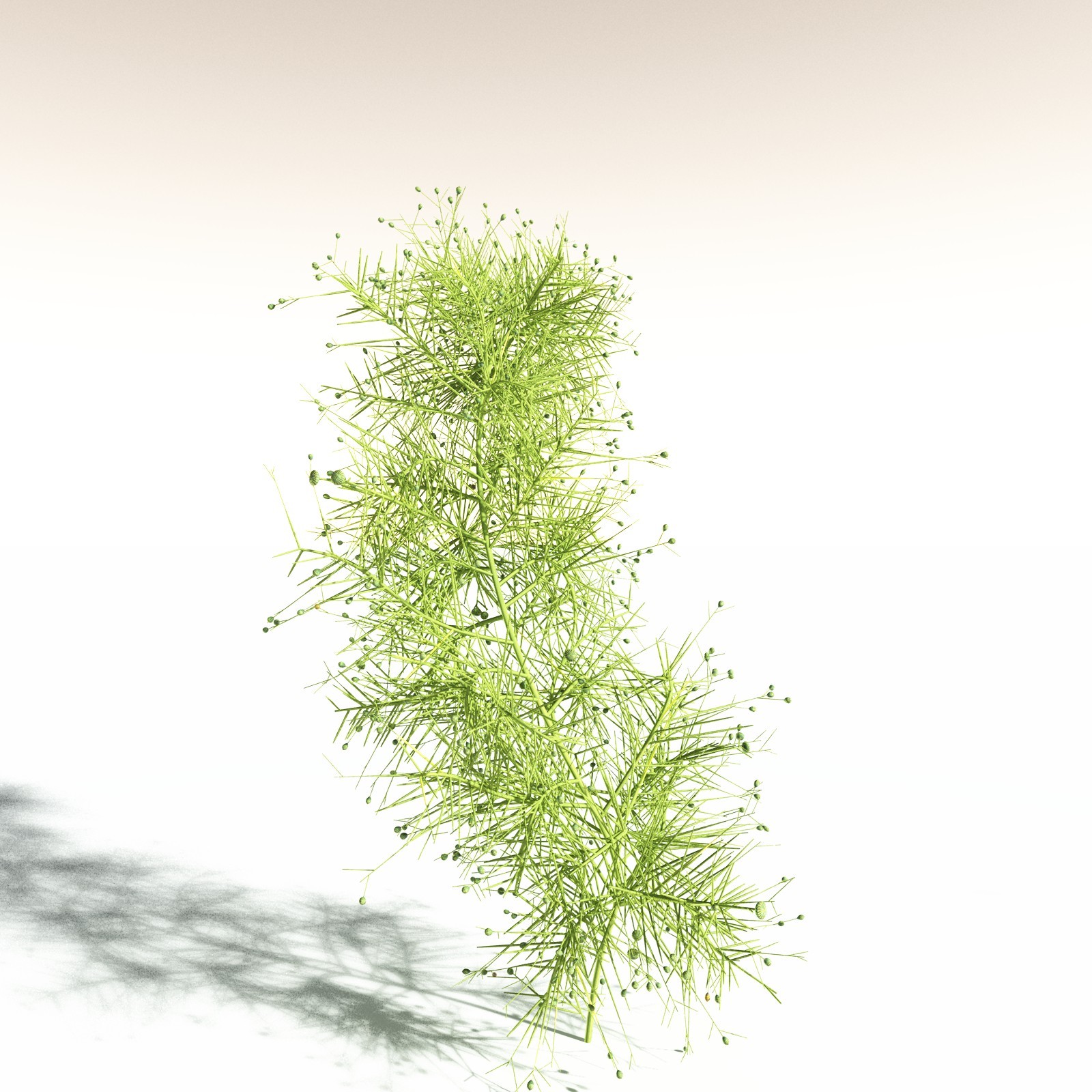 EVERYPlant Pertica Quadrifaria for Daz by N/A