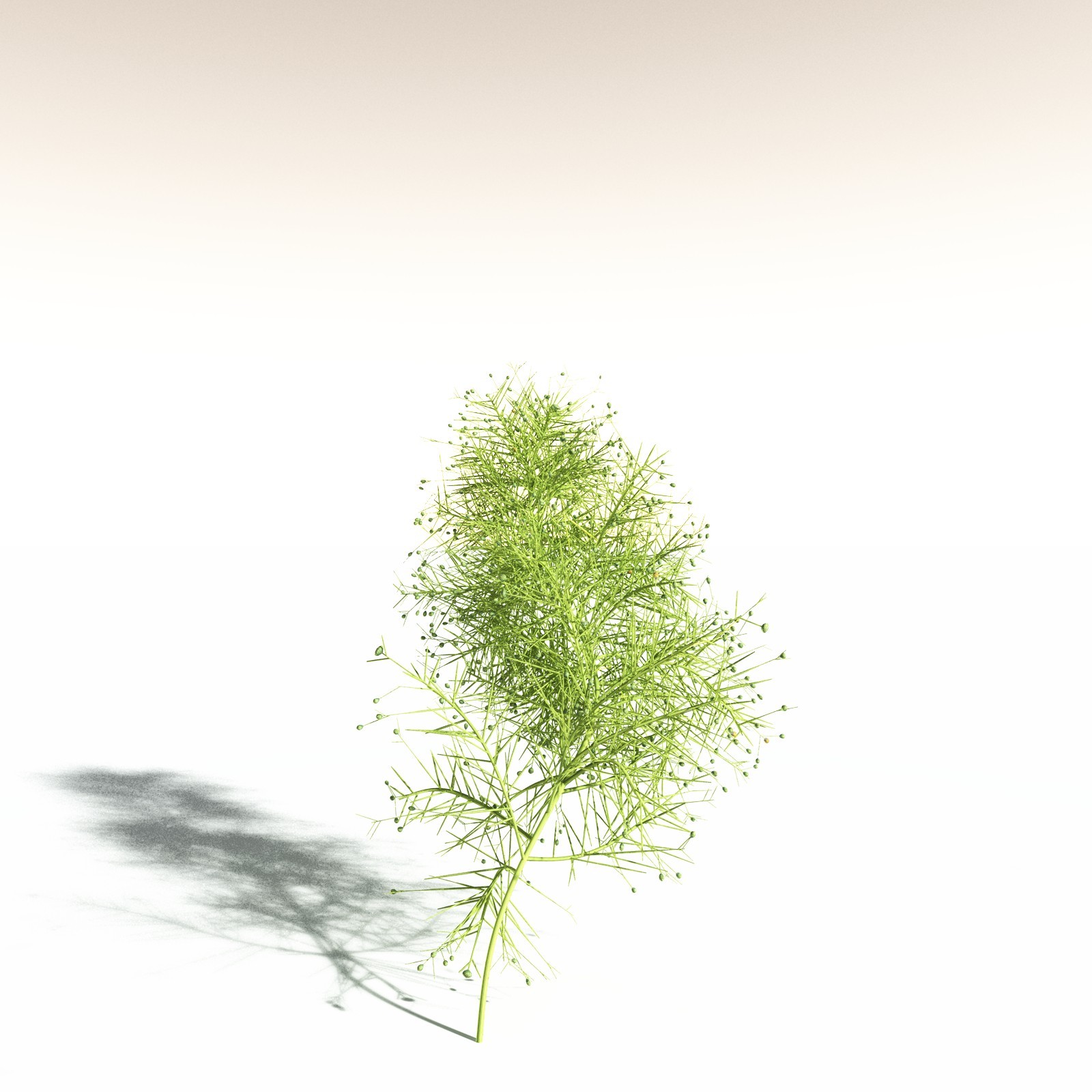 EVERYPlant Pertica Quadrifaria for Daz by N/A