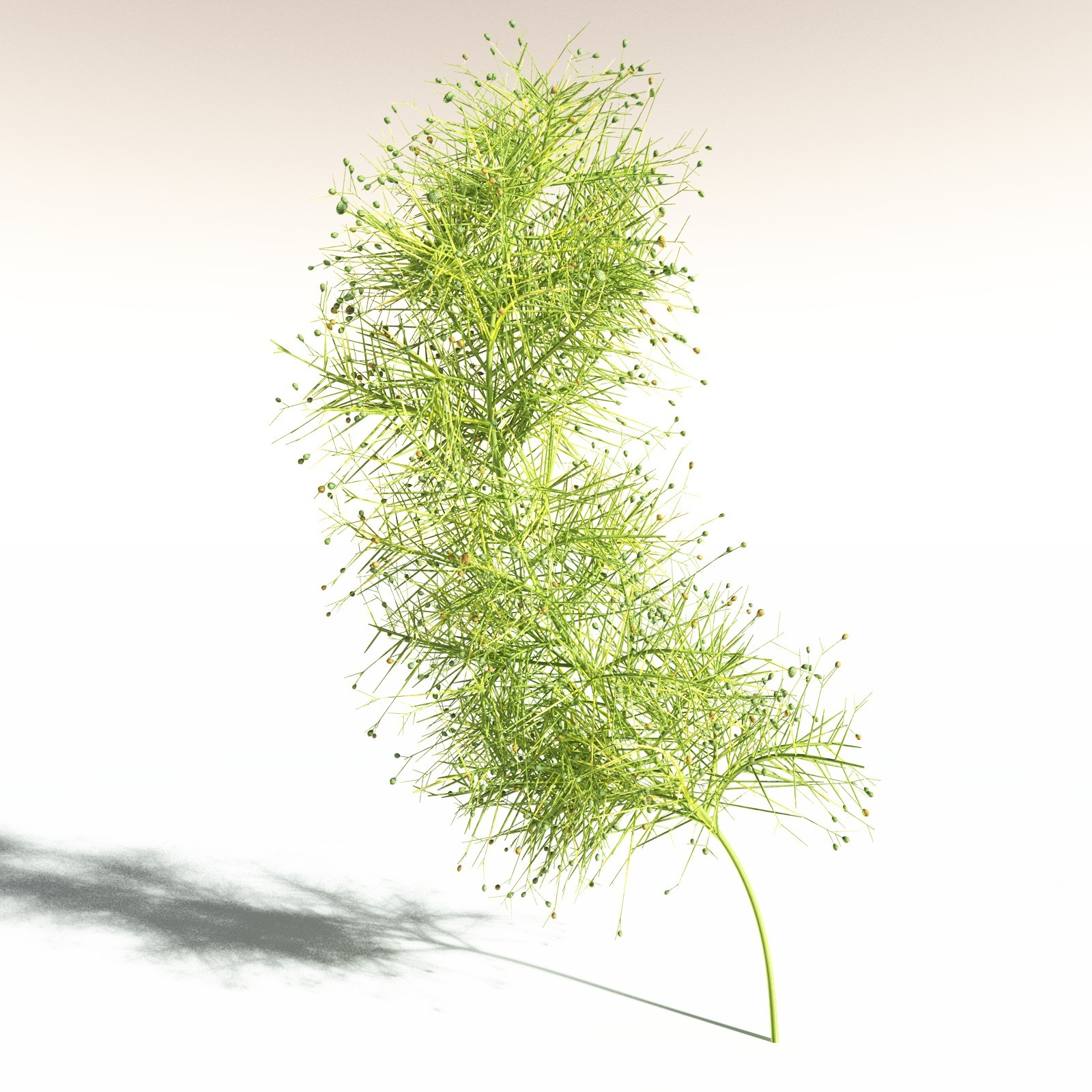 EVERYPlant Pertica Quadrifaria for Daz by N/A