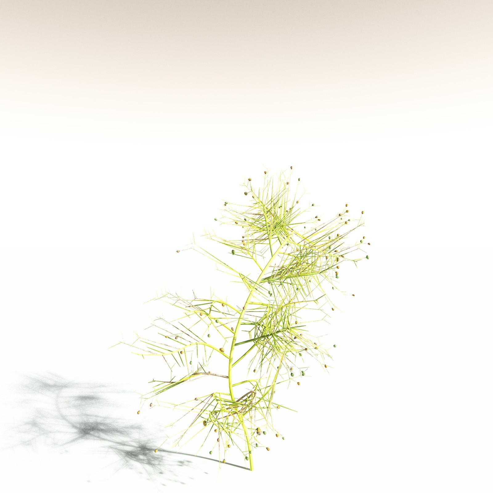 EVERYPlant Pertica Quadrifaria for Daz by N/A
