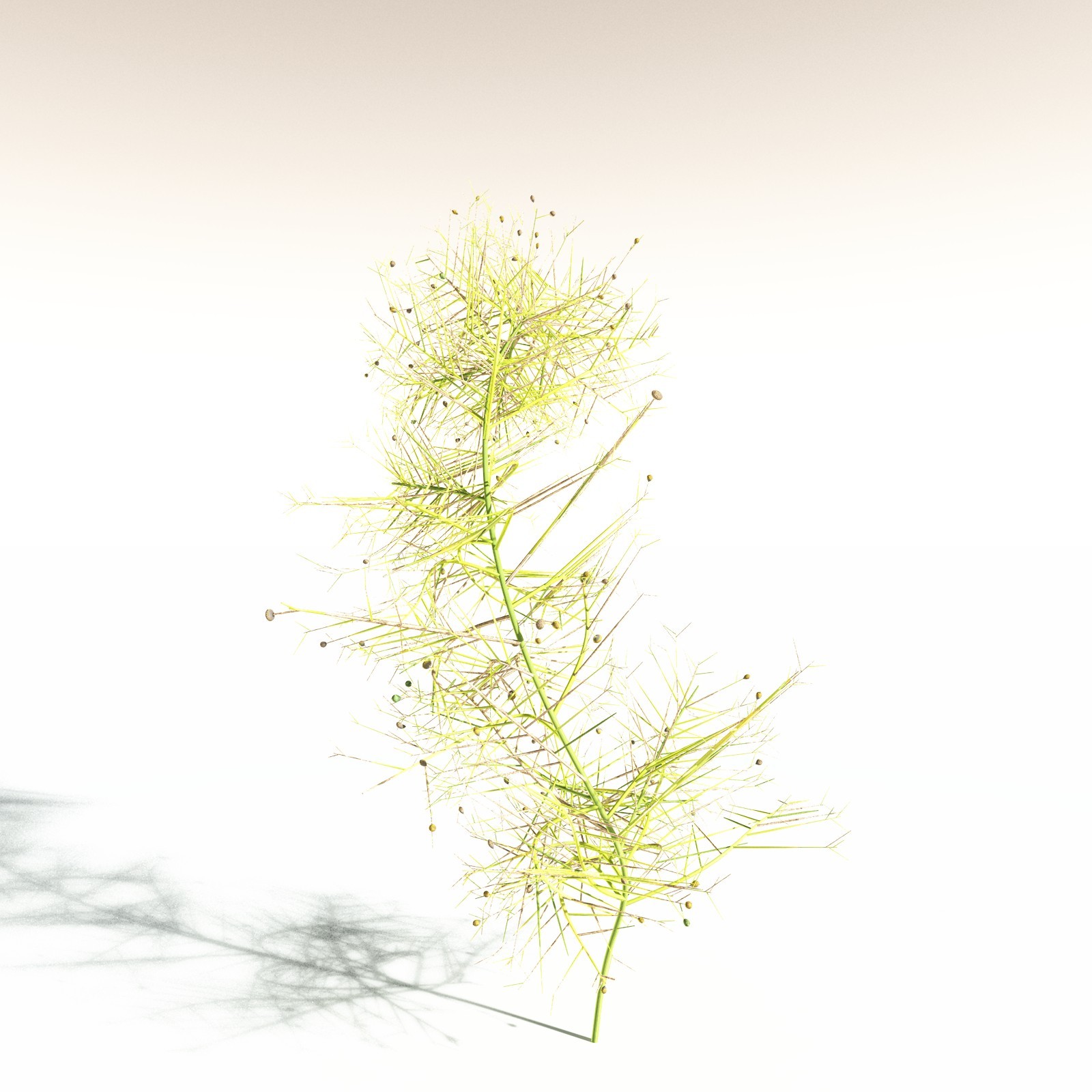 EVERYPlant Pertica Quadrifaria for Daz by N/A
