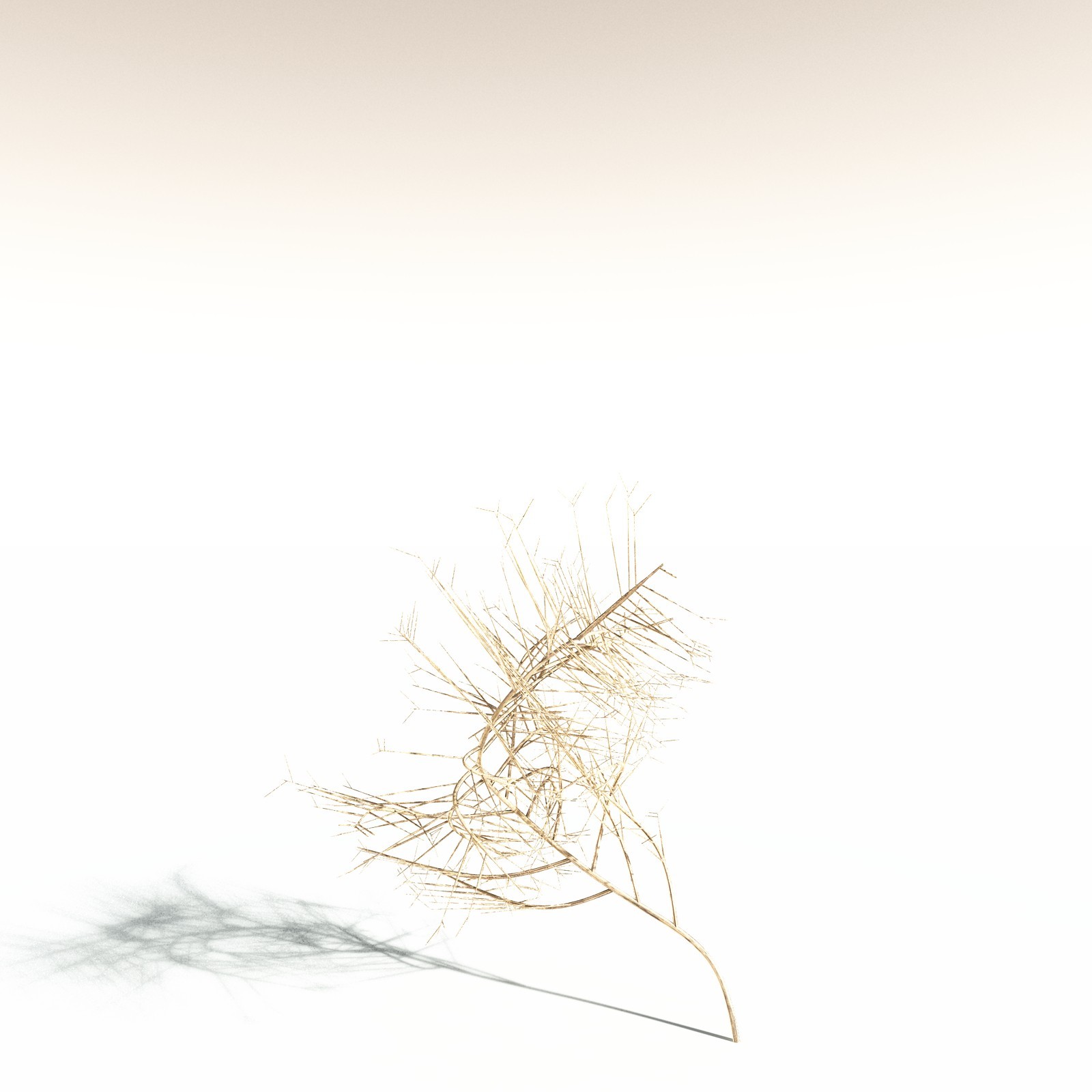 EVERYPlant Pertica Quadrifaria for Daz by N/A