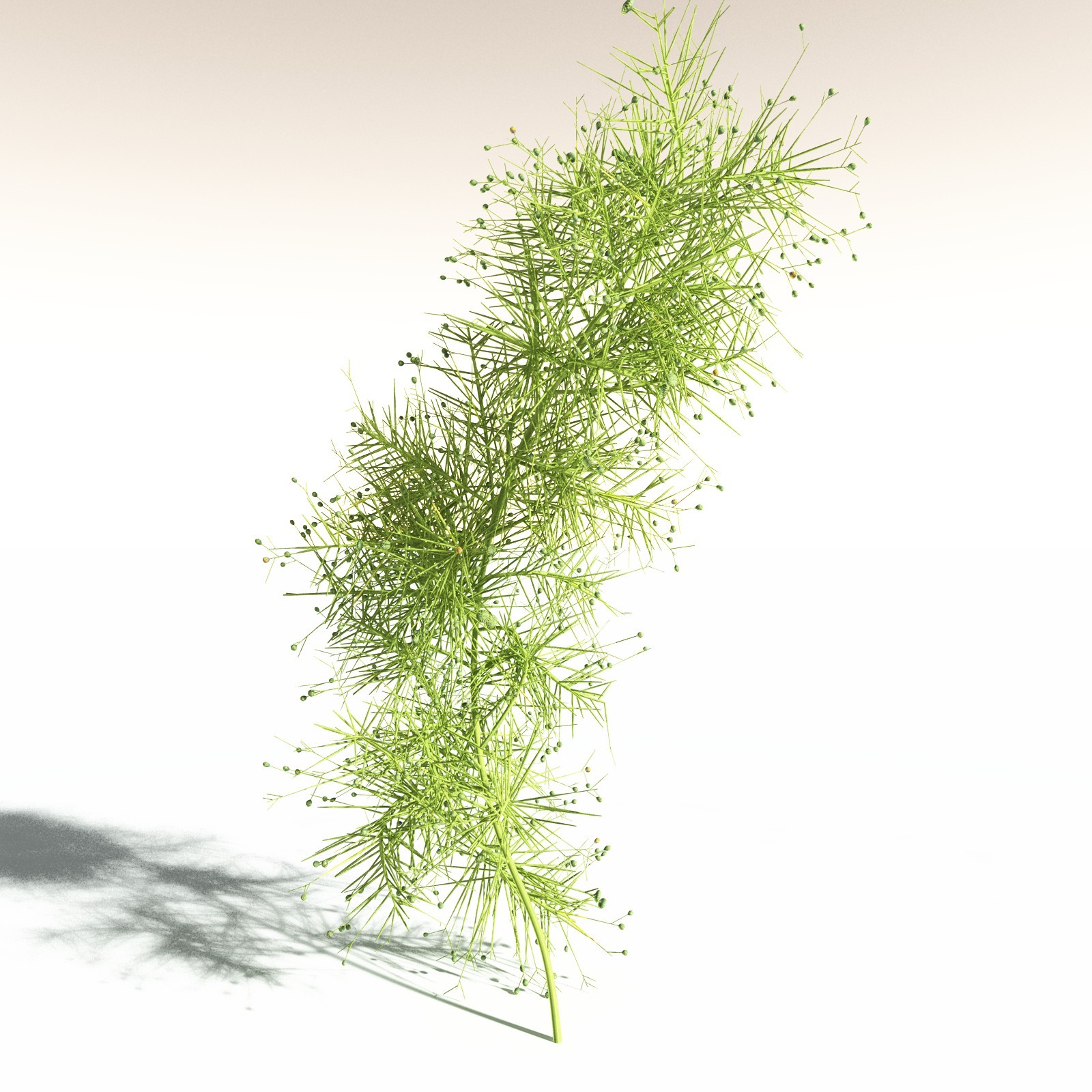EVERYPlant Pertica Quadrifaria for Daz by N/A
