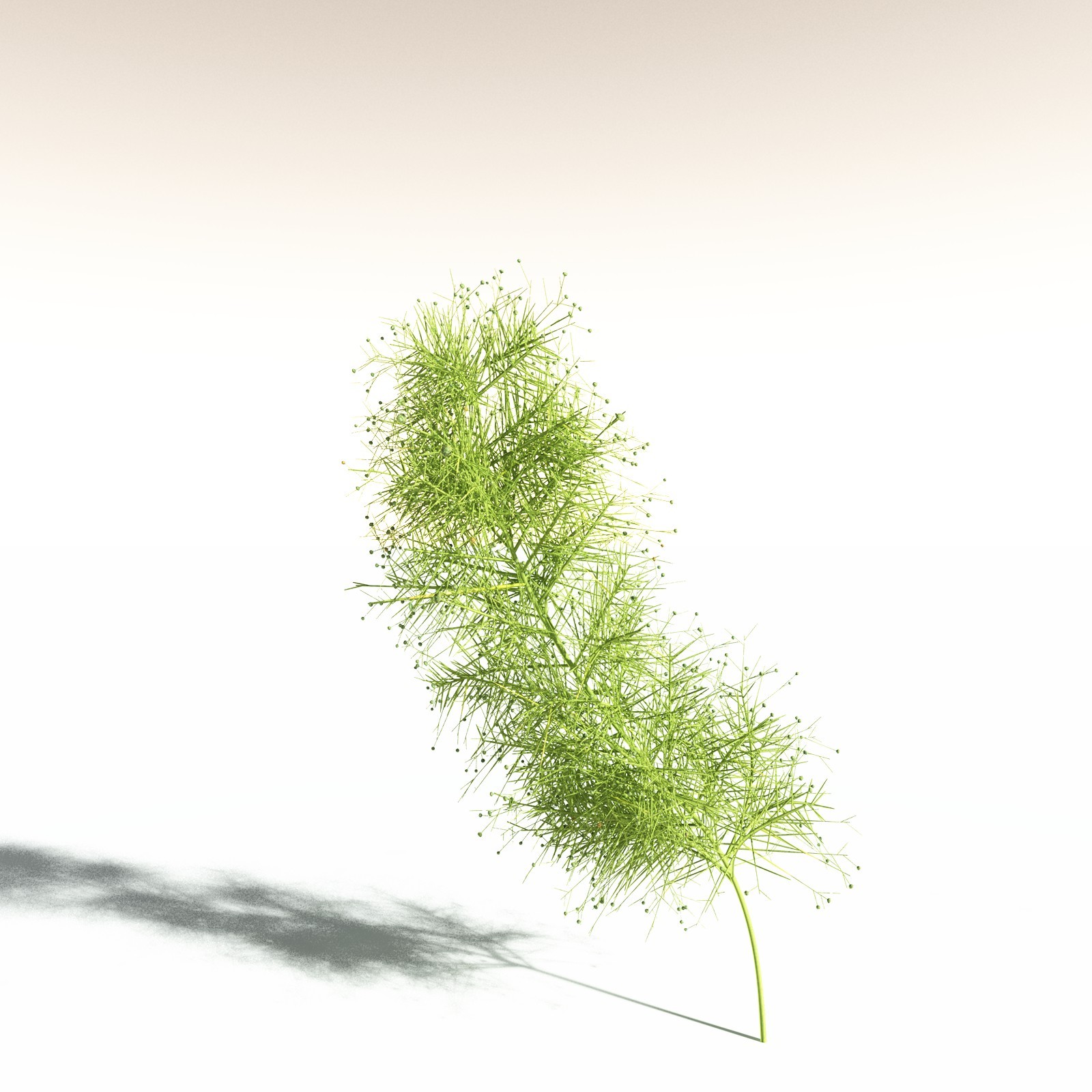 EVERYPlant Pertica Quadrifaria for Daz by N/A