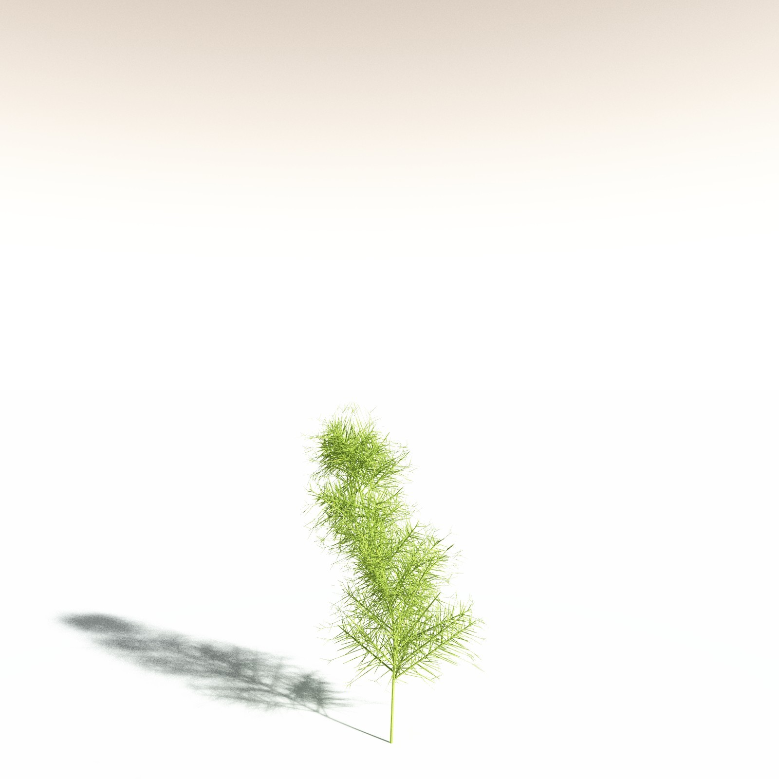 EVERYPlant Pertica Quadrifaria for Daz by N/A