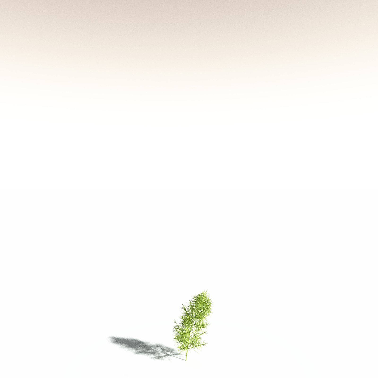 EVERYPlant Pertica Quadrifaria for Daz by N/A