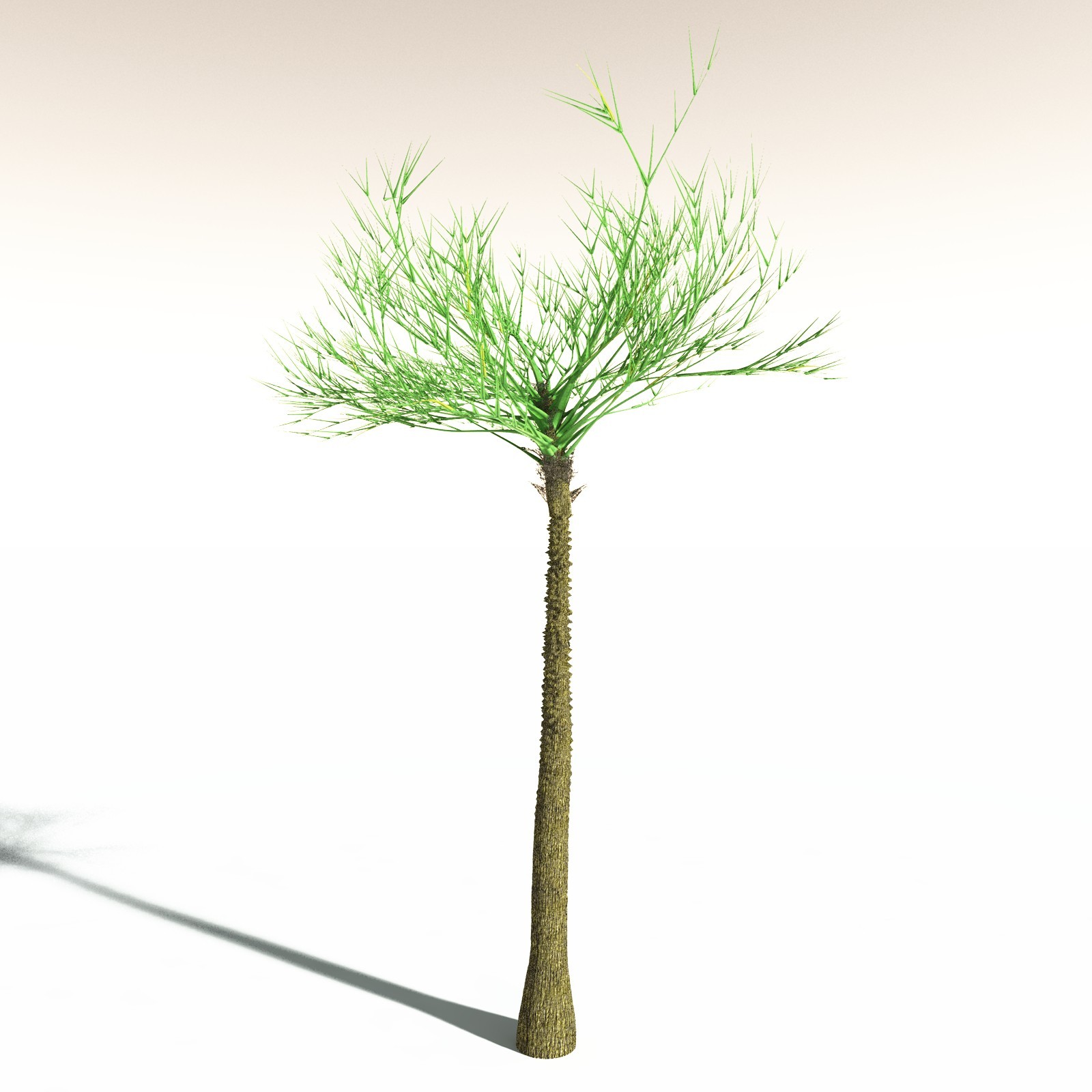 EVERYPlant Pseudosporochnus Verticillatus for Daz by N/A