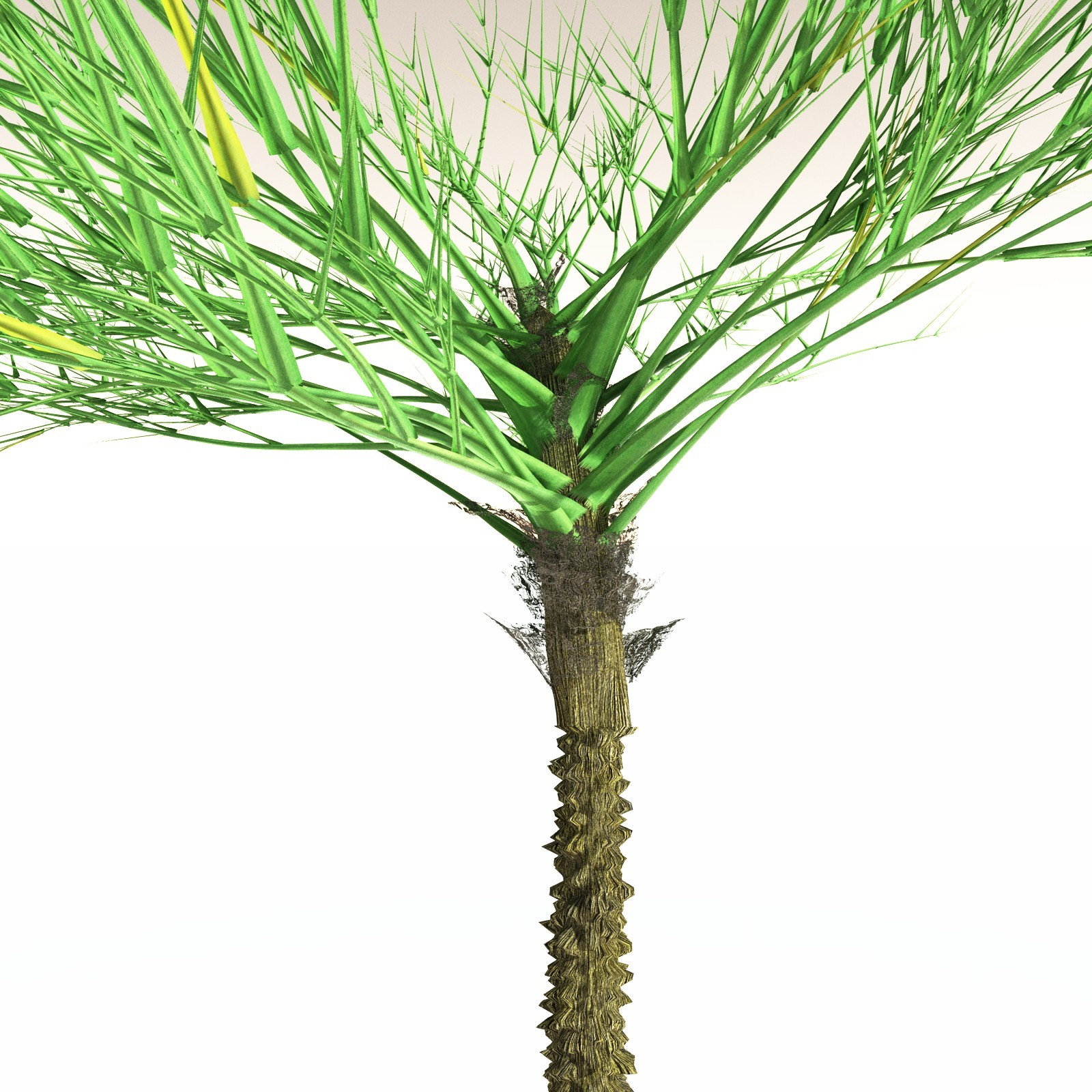 EVERYPlant Pseudosporochnus Verticillatus for Daz by N/A
