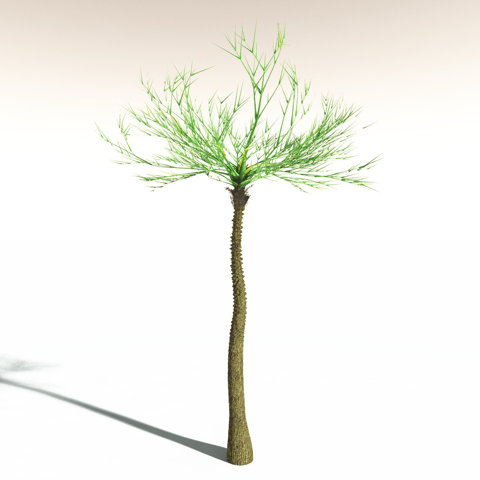 EVERYPlant Pseudosporochnus Verticillatus for Daz by N/A