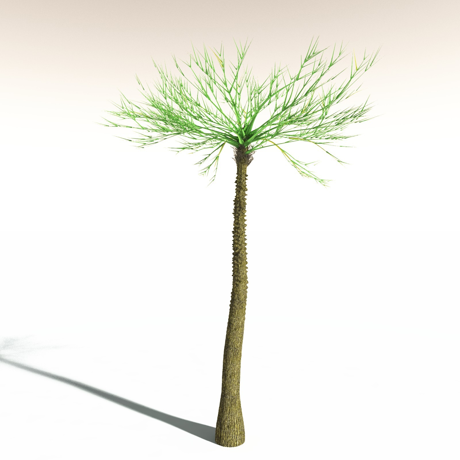 EVERYPlant Pseudosporochnus Verticillatus for Daz by N/A