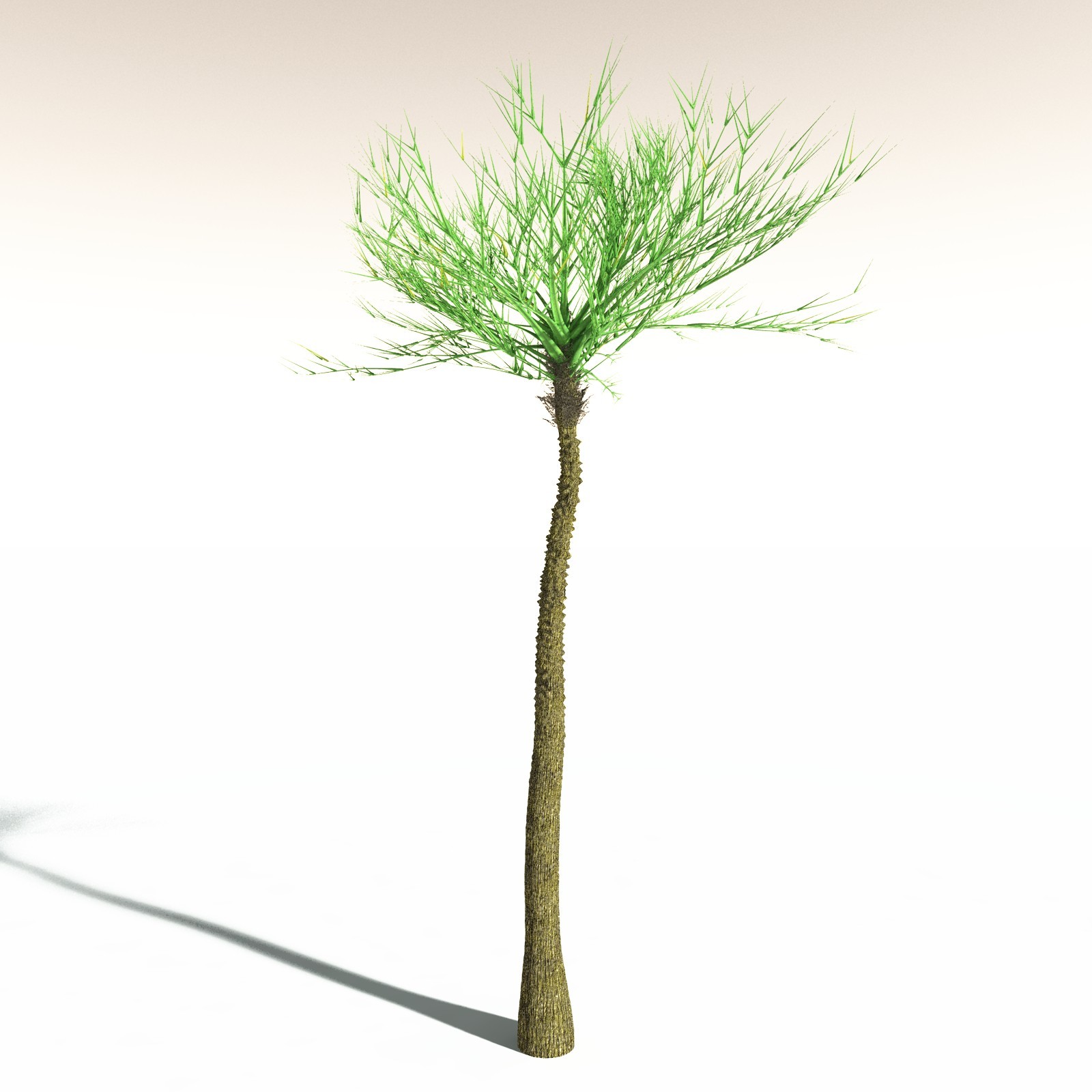 EVERYPlant Pseudosporochnus Verticillatus for Daz by N/A