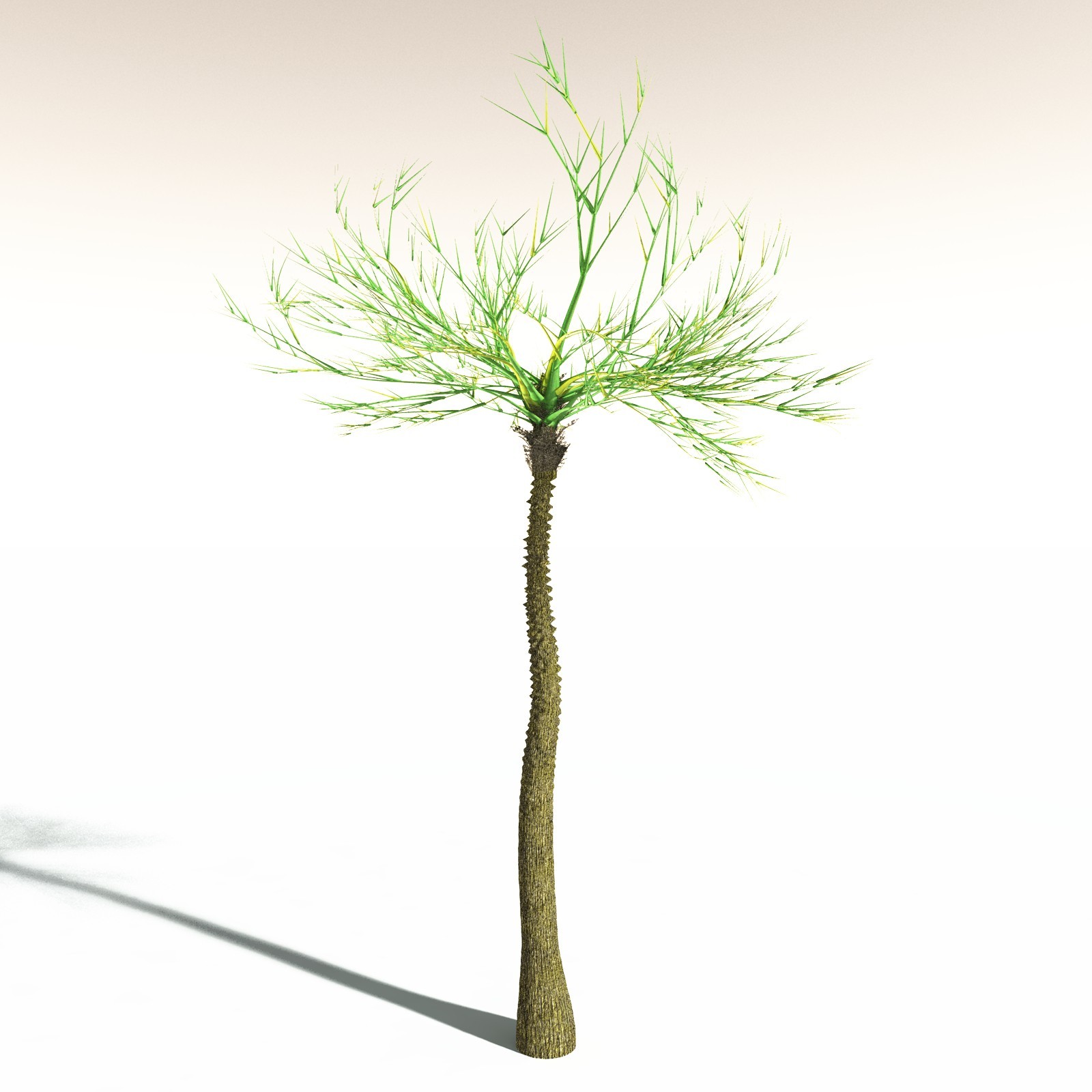EVERYPlant Pseudosporochnus Verticillatus for Daz by N/A