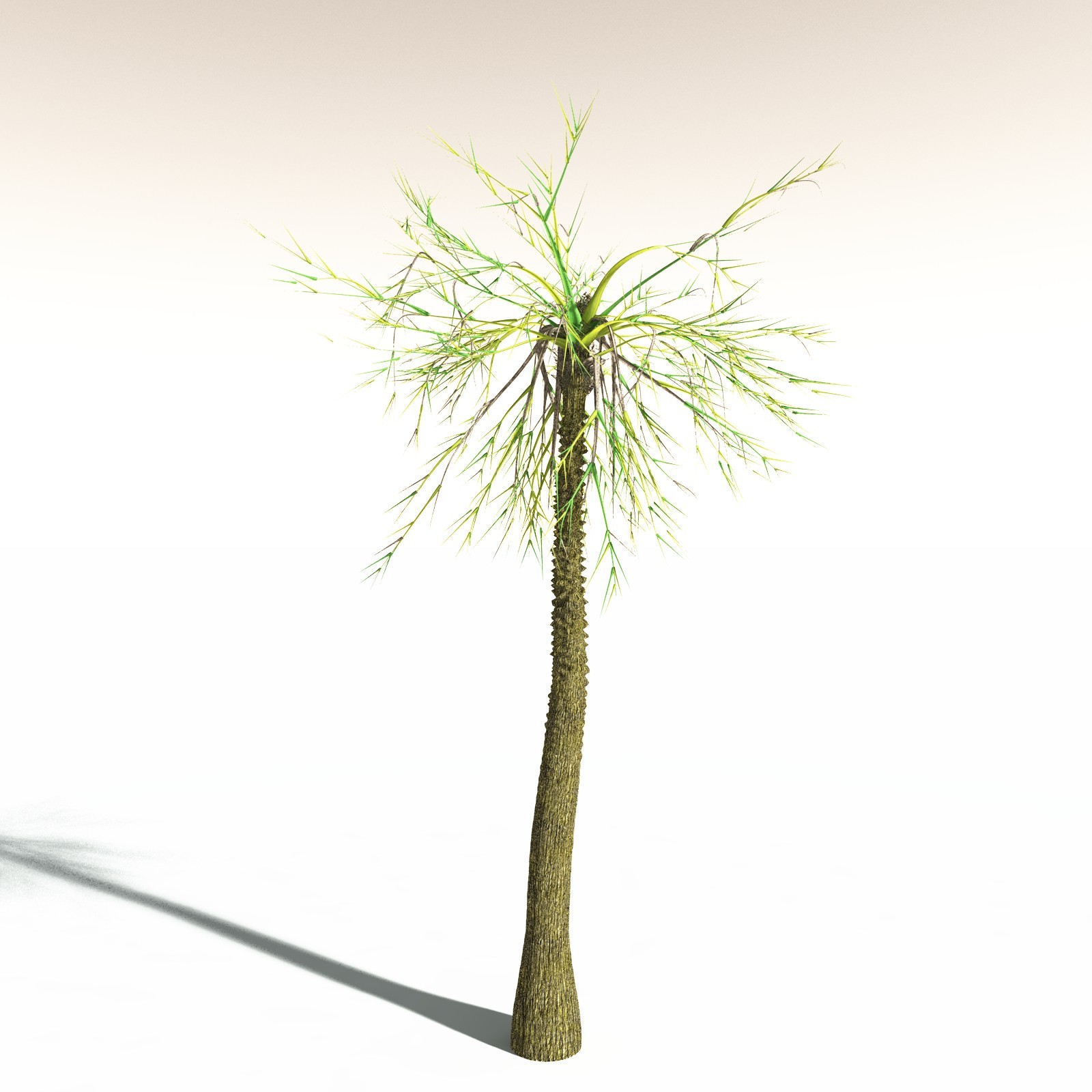 EVERYPlant Pseudosporochnus Verticillatus for Daz by N/A