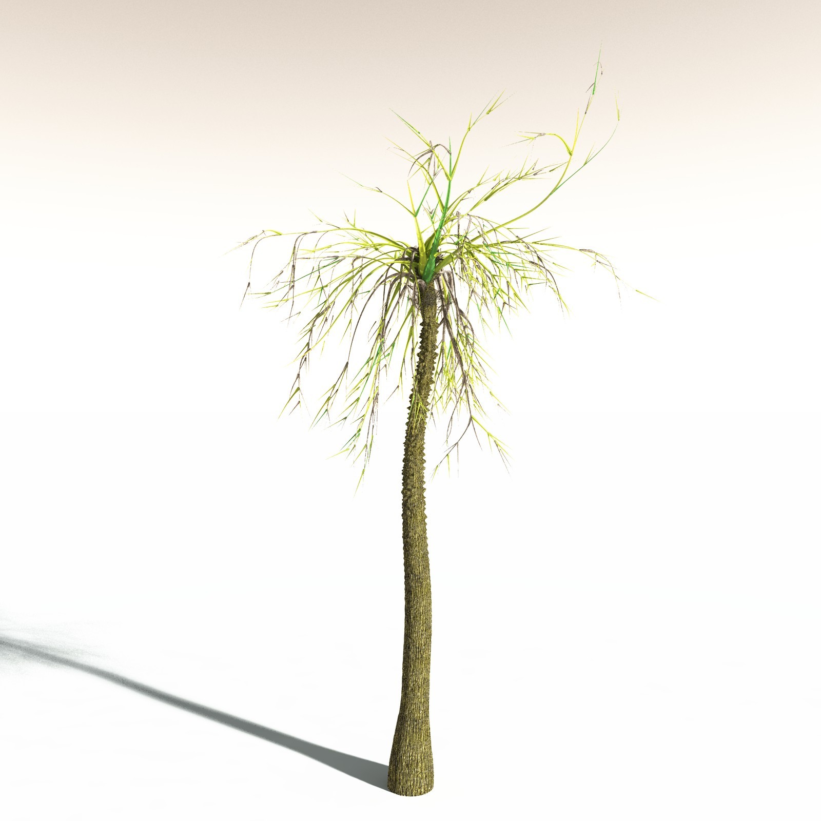 EVERYPlant Pseudosporochnus Verticillatus for Daz by N/A