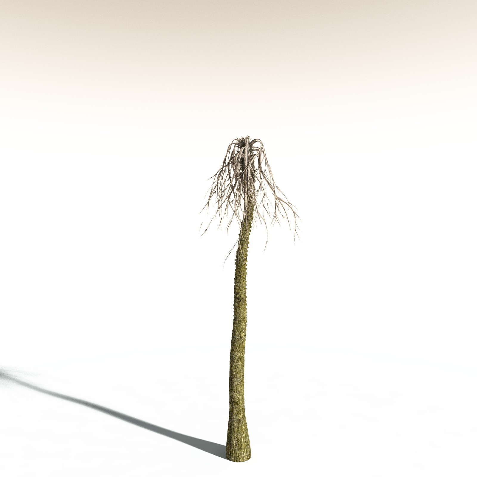 EVERYPlant Pseudosporochnus Verticillatus for Daz by N/A