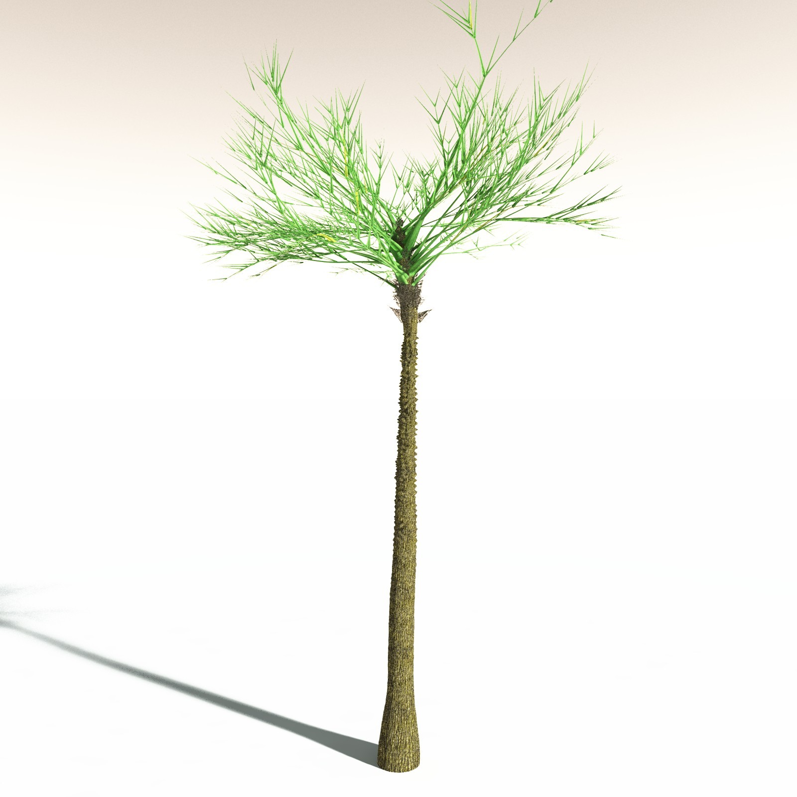 EVERYPlant Pseudosporochnus Verticillatus for Daz by N/A