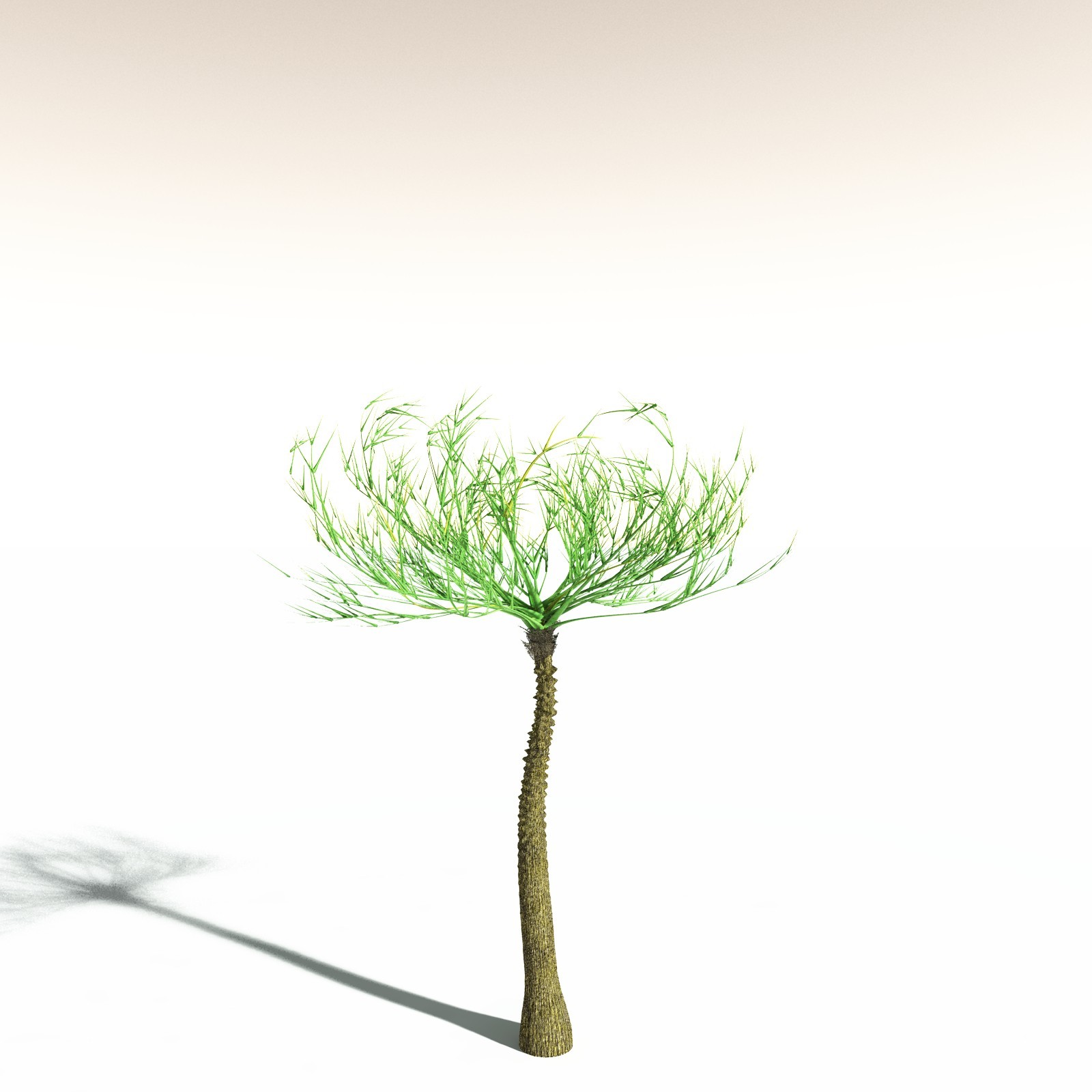 EVERYPlant Pseudosporochnus Verticillatus for Daz by N/A